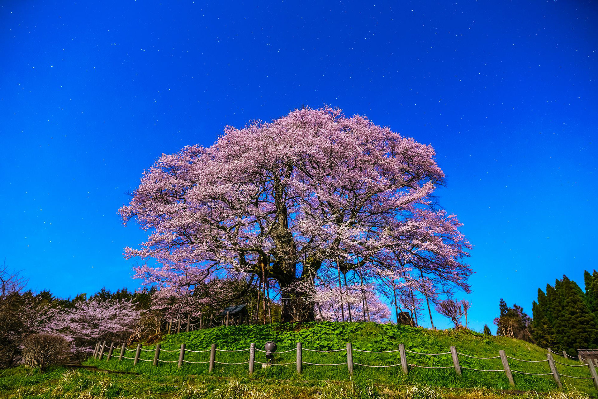 月夜に浮かぶ醍醐桜／岡山県真庭市