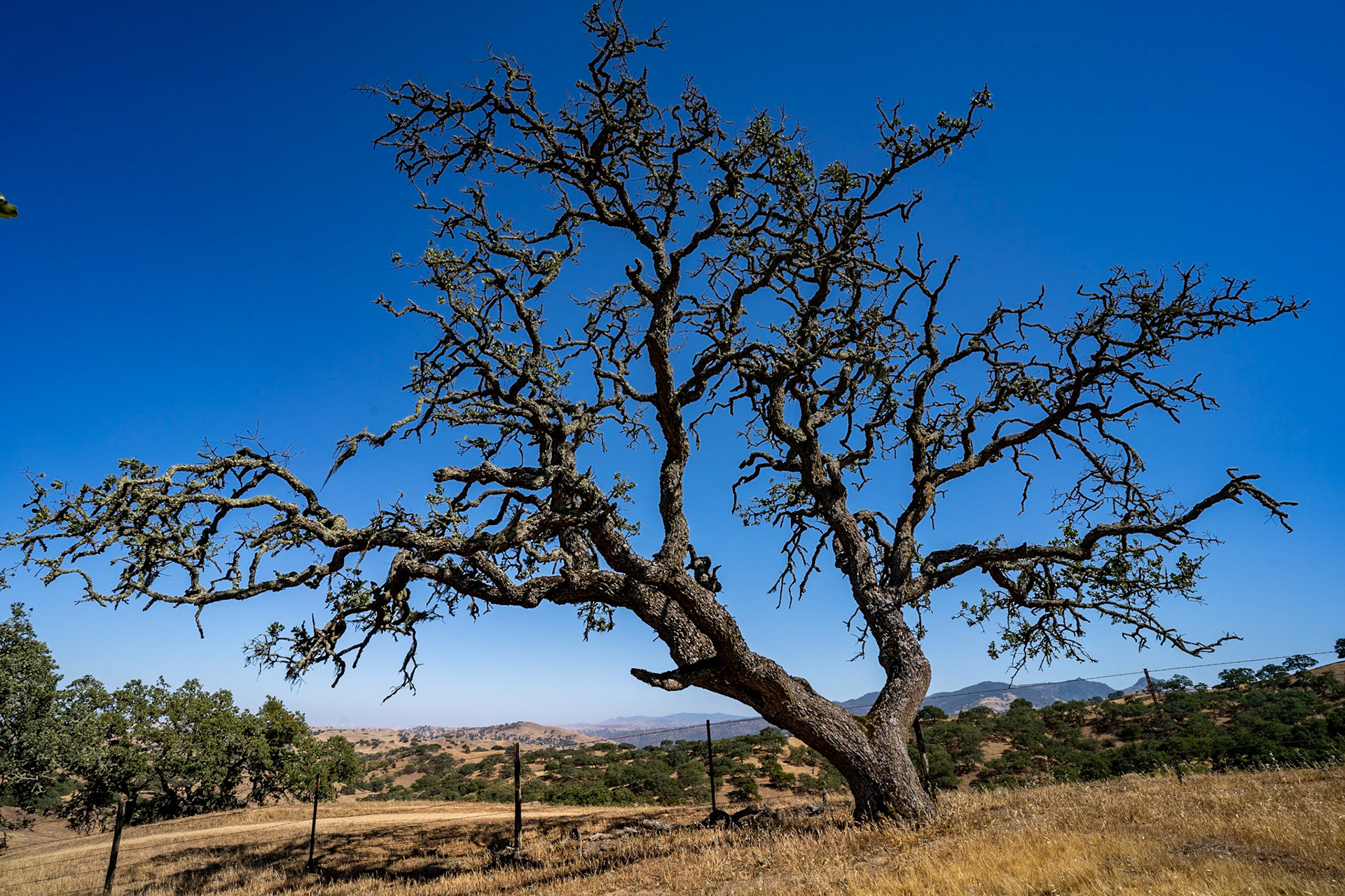 Pacheco State Park, CA