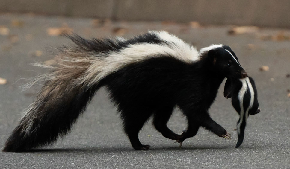 Striped Skunk (w/ baby), Carmel