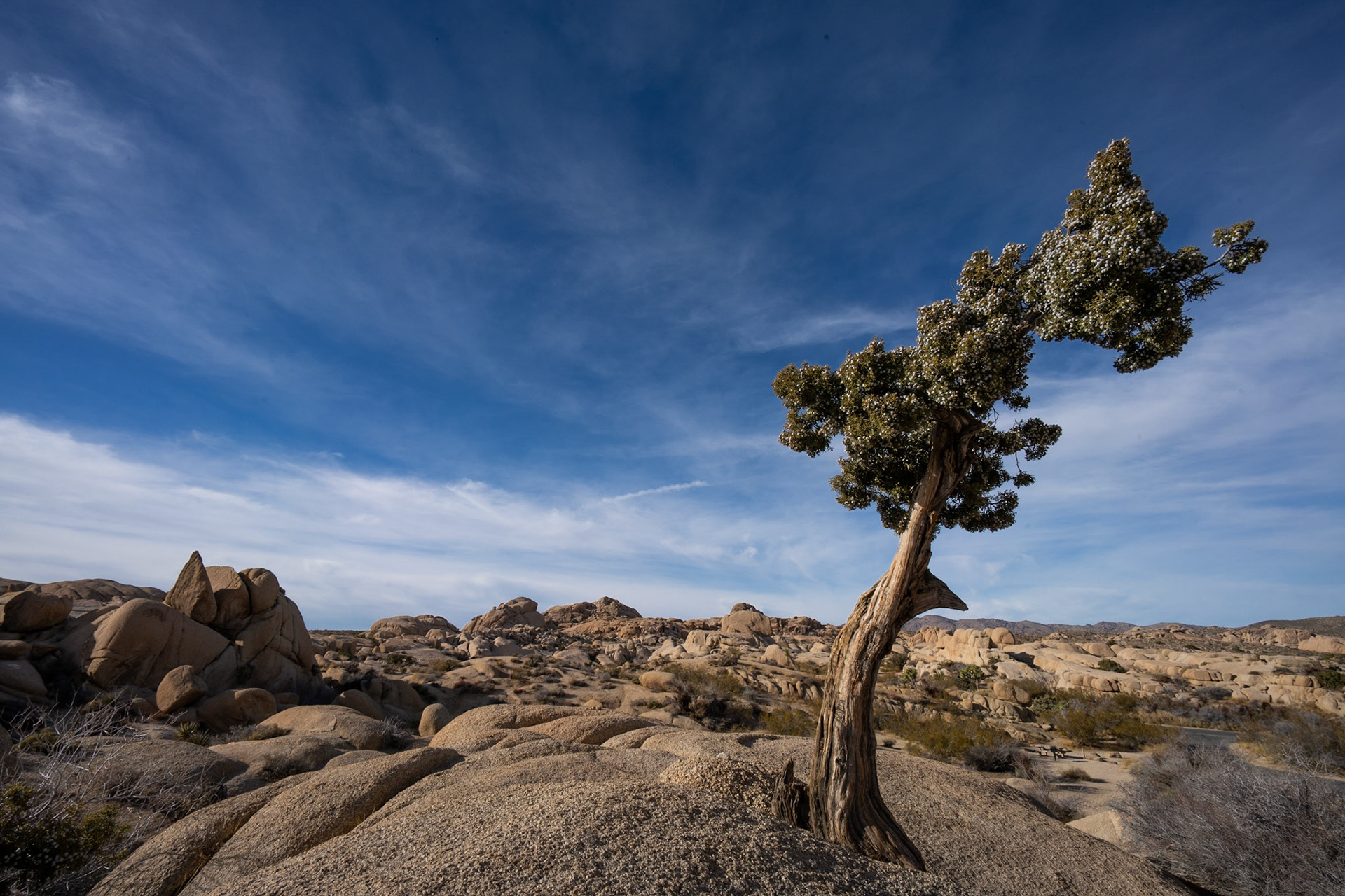 Joshua Tree National Park