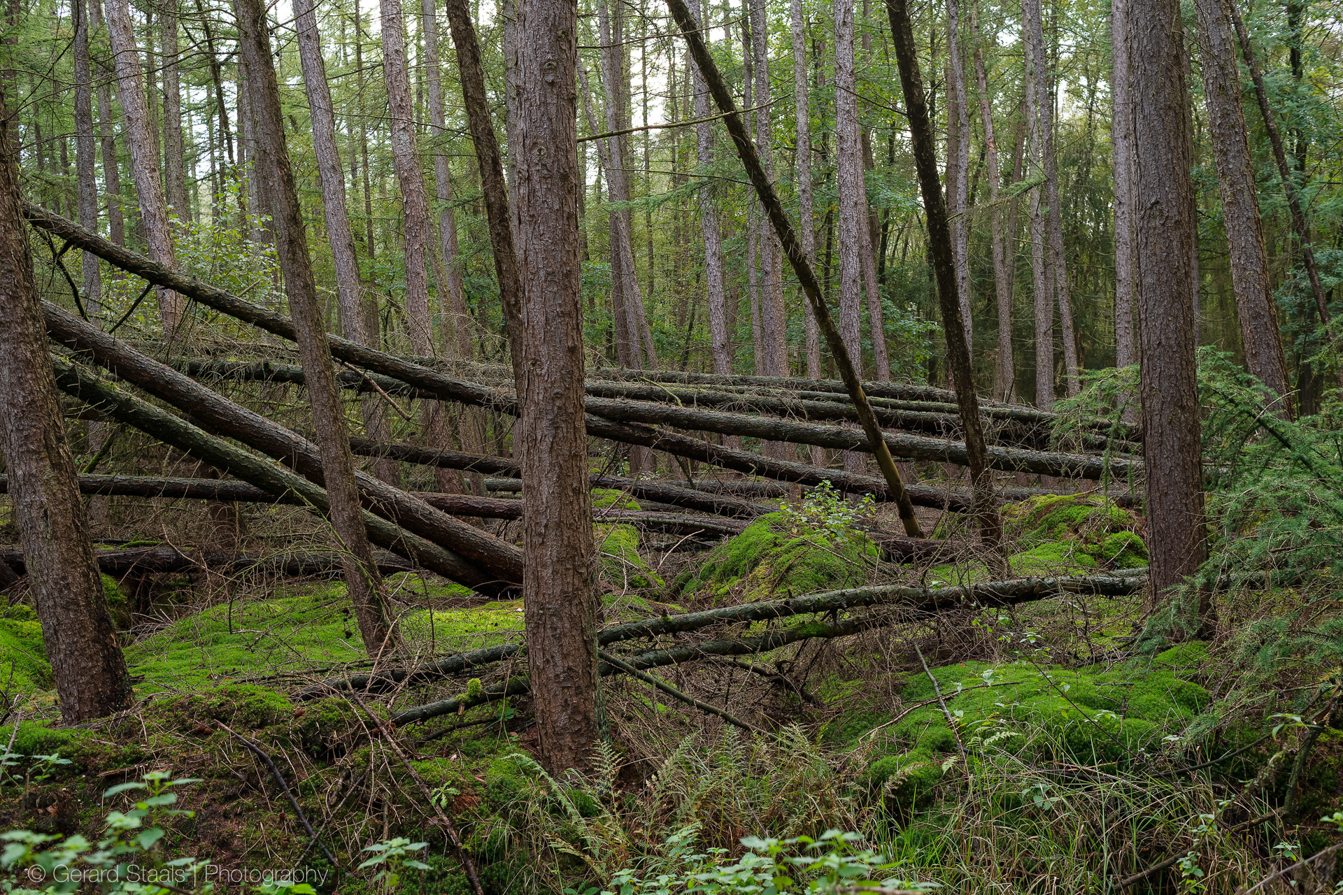 fallen trees,woodland,storm damage