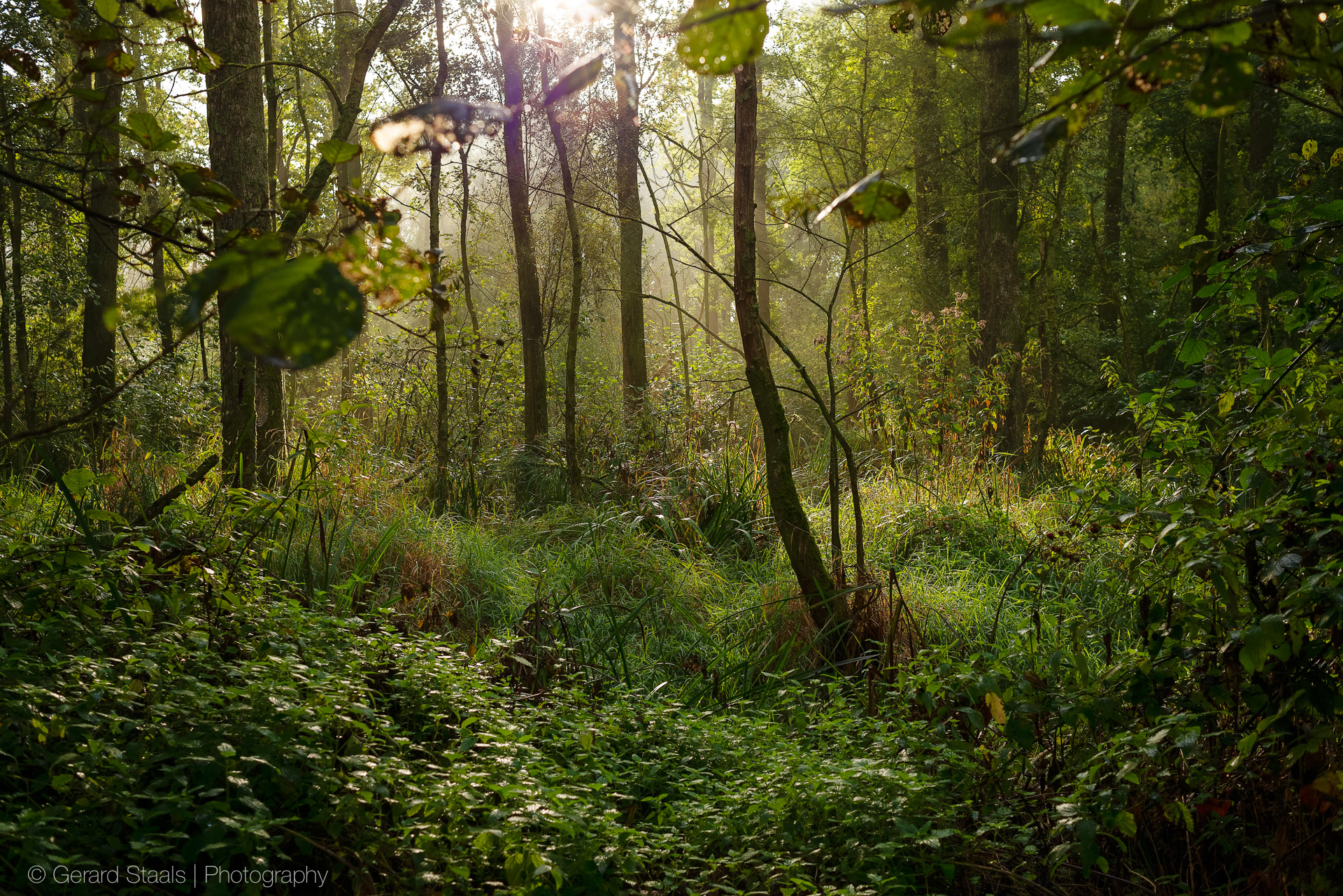 marchland,trees,morningsun