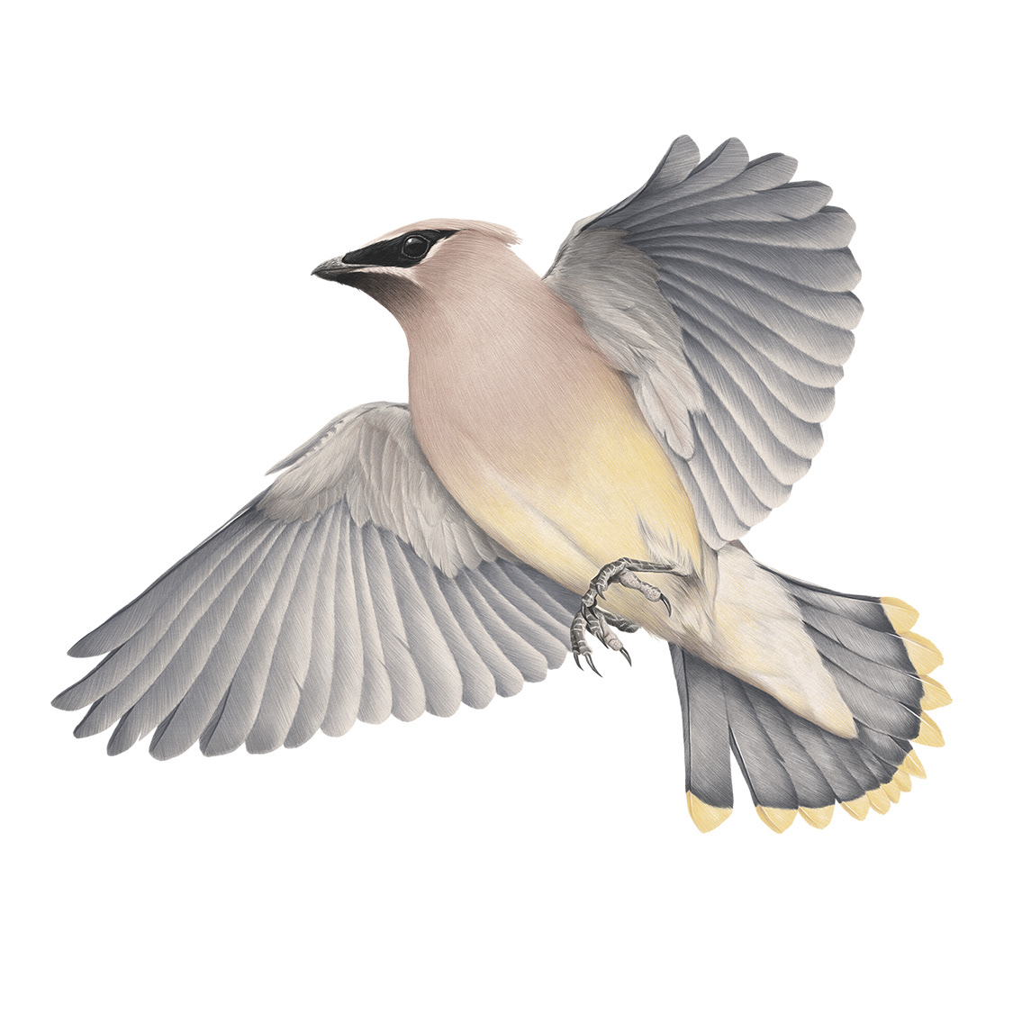 Cedar Waxwing