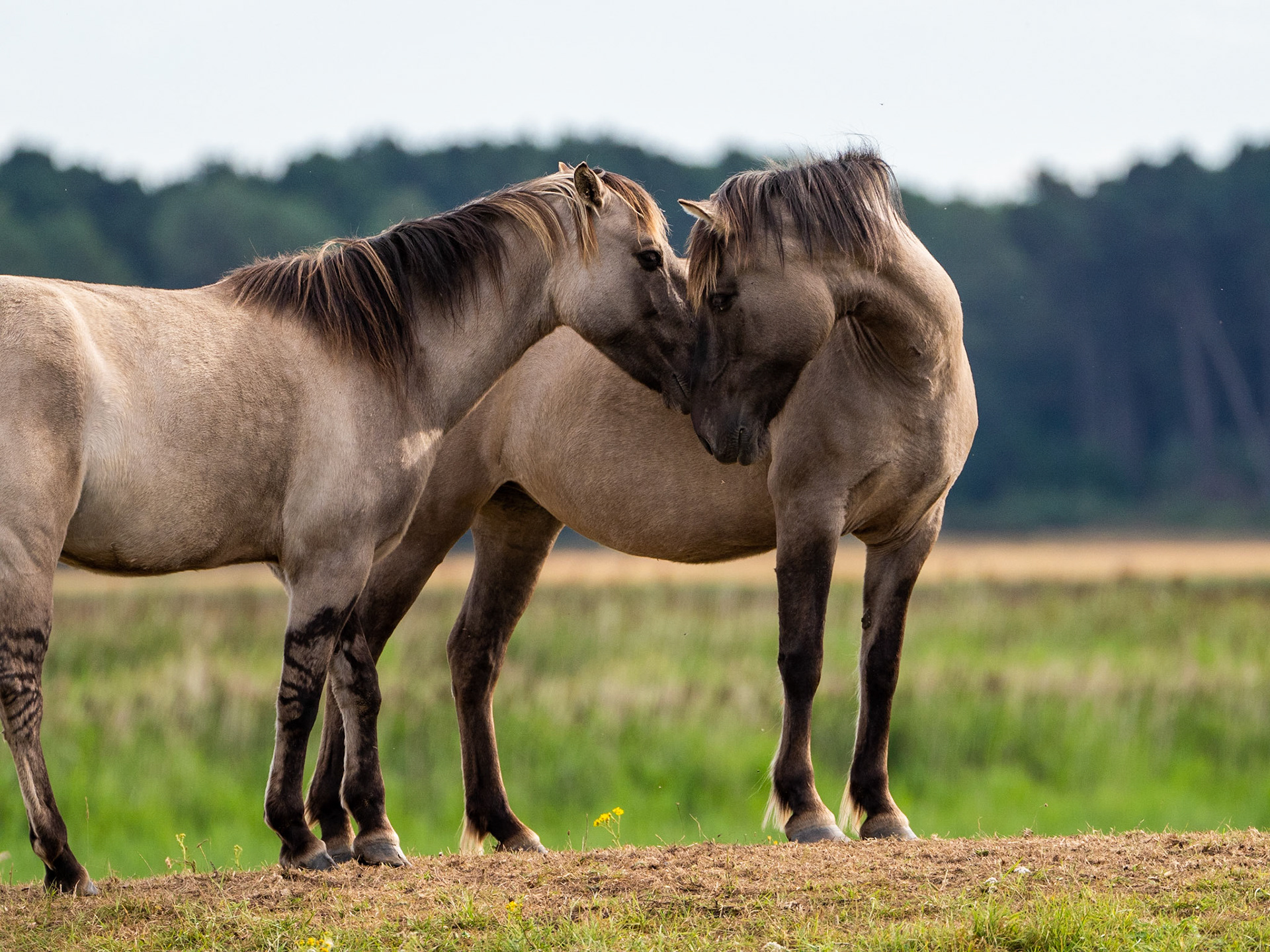 Minsmere Horse 2