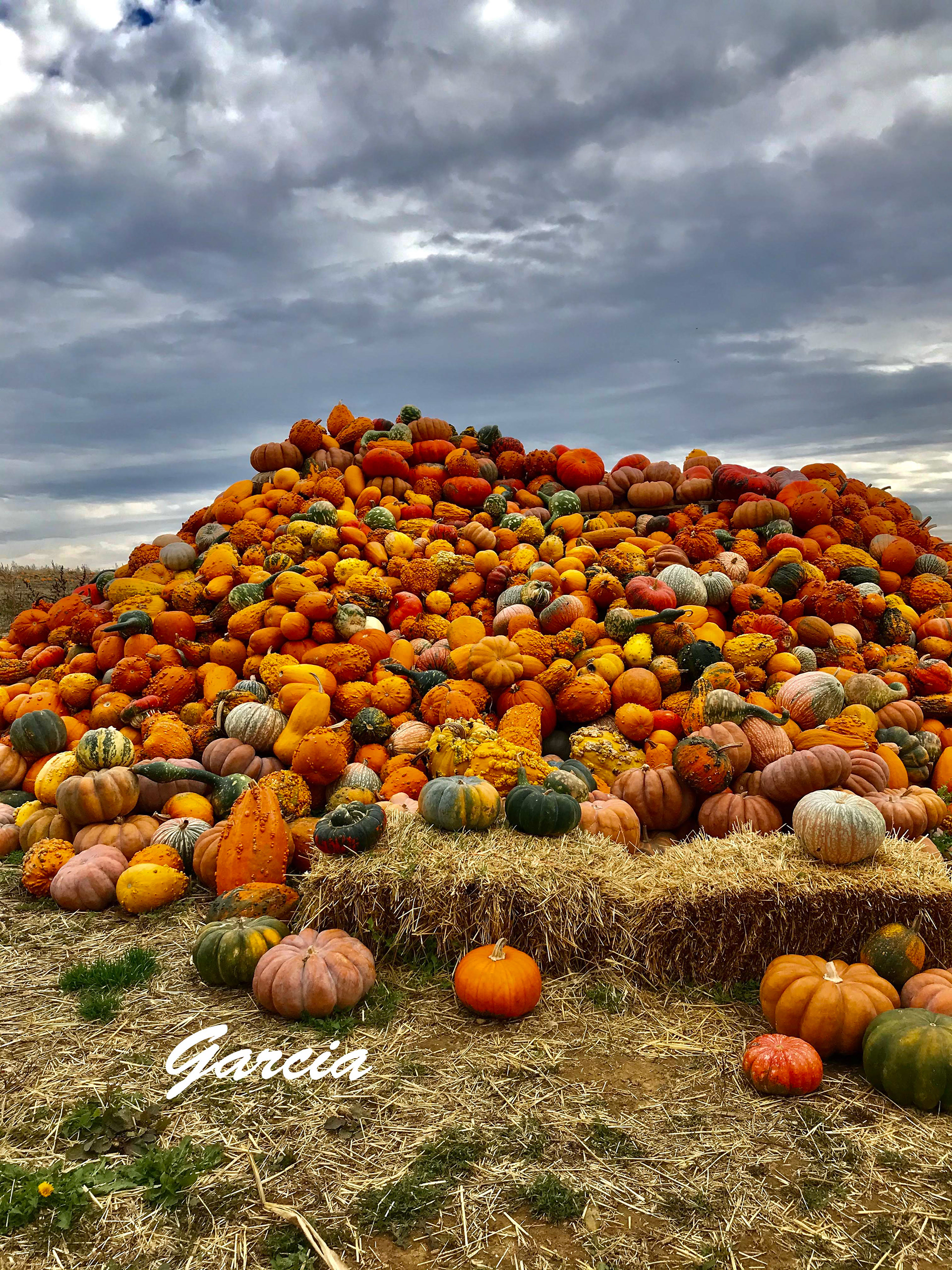 Pumpkin mountain at the Mason Farm