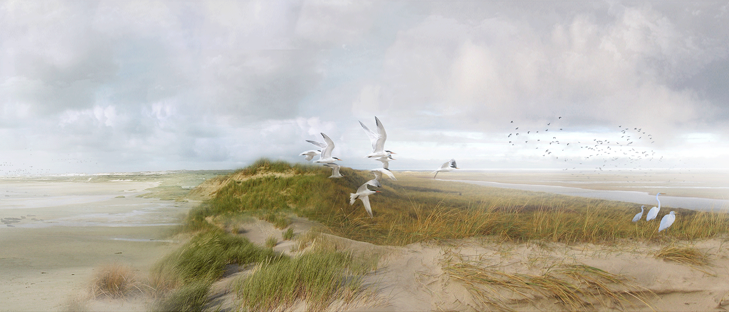 Dune landscape with sand flats and wetlands. Project Blue Dunes by West 8 and WXY. Visual by Janneke Eggink