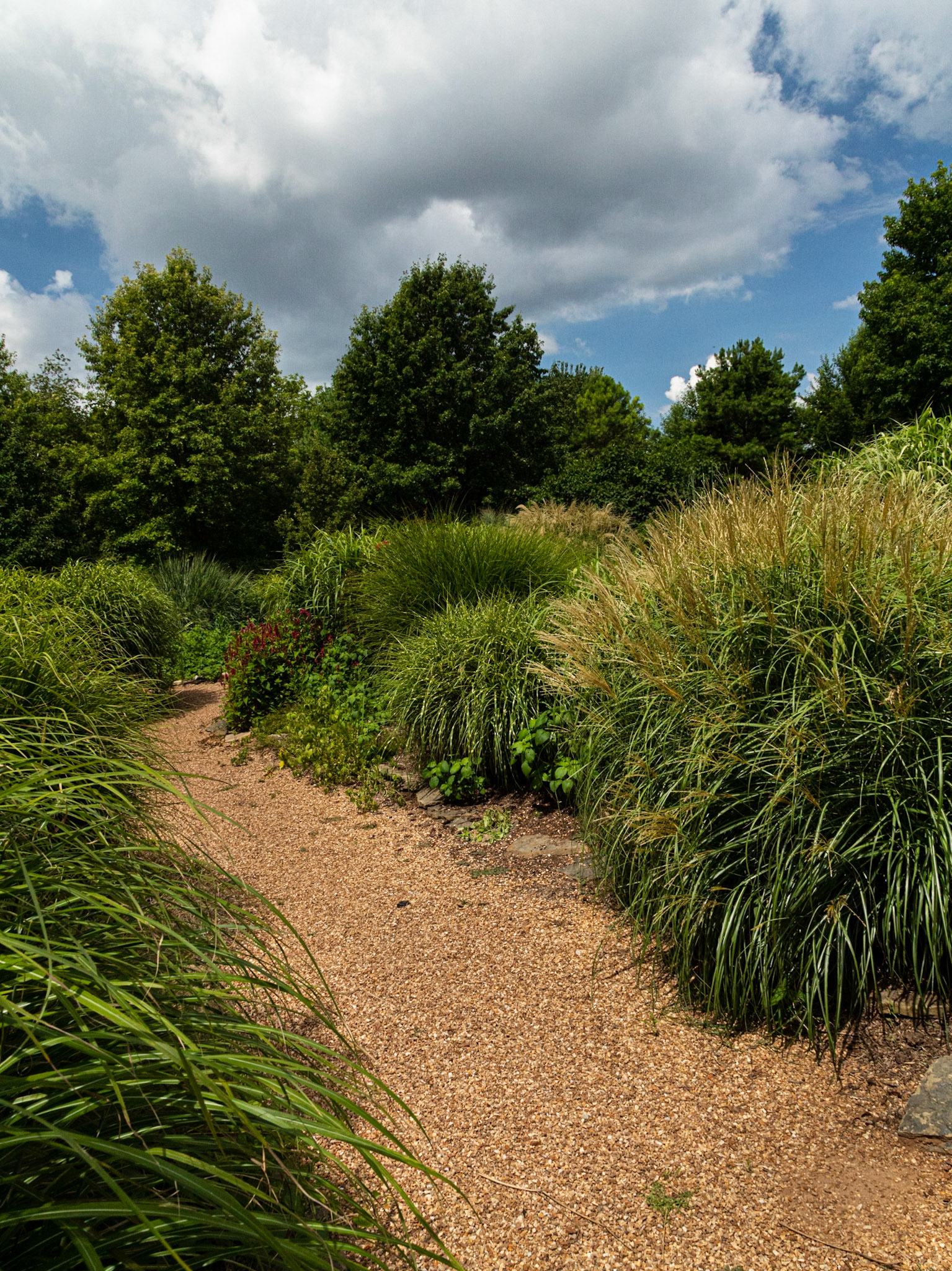 Grasses along the path