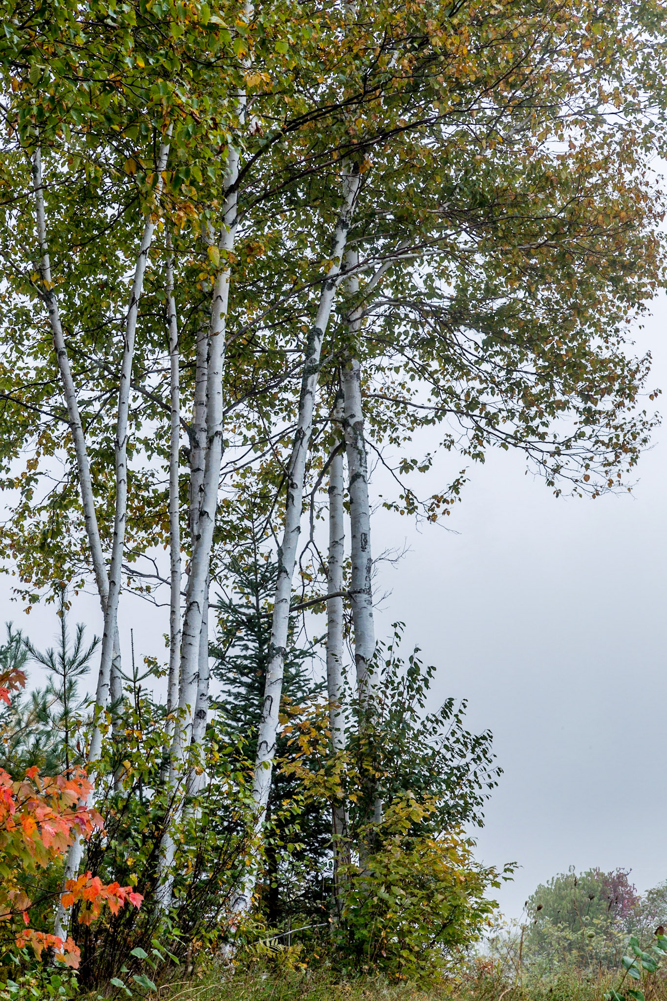 Birch trees with fog behind in Adirondacks