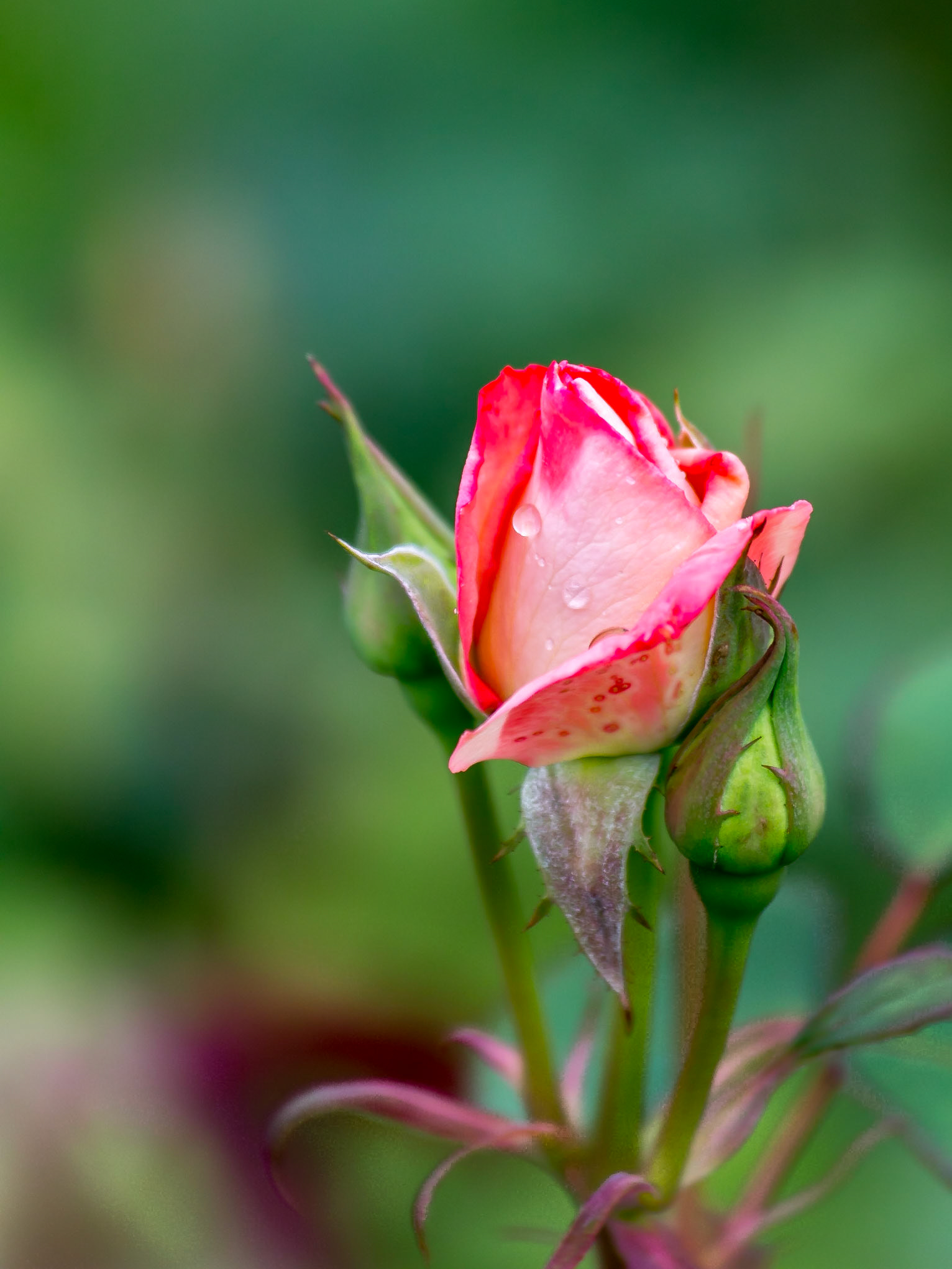Cream and pink rosebud with buds and leaves