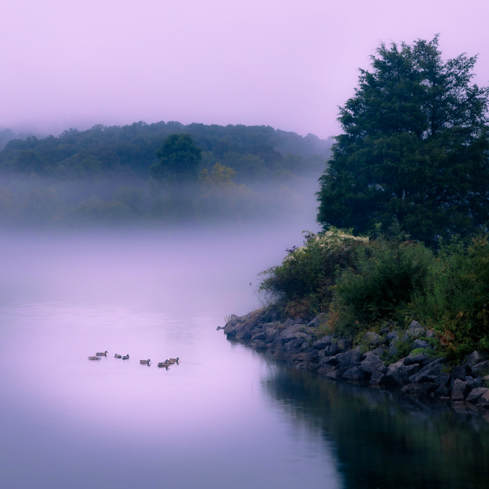 Ducks in the Fog