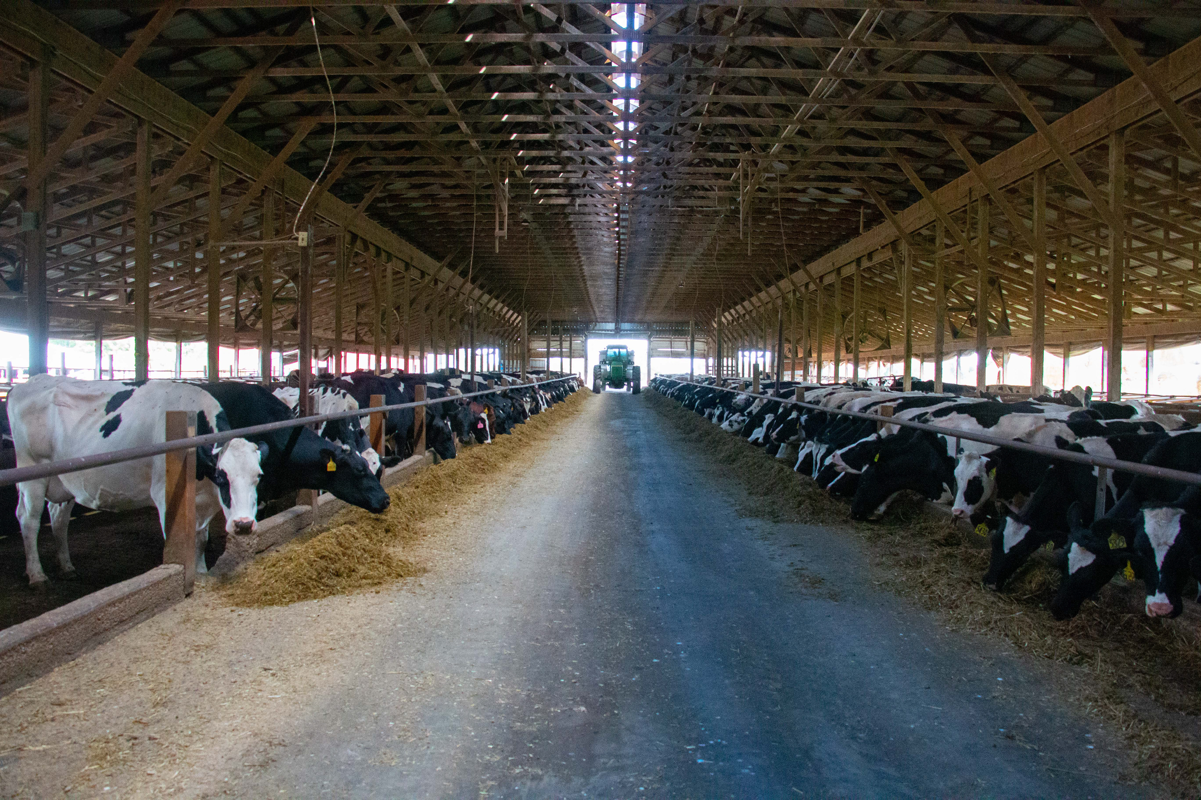 Jerry Neyer is finishing up feeding the milking cows, so he can take a small break before getting back to work on Neyer Farms, Mt. Pleasant, Michigan on September 4, 2020. The food the cows are eating is a mixture of water, corn and hay, and Jerry must mix up the feed every day for the heifers in order to keep the food fresh.
