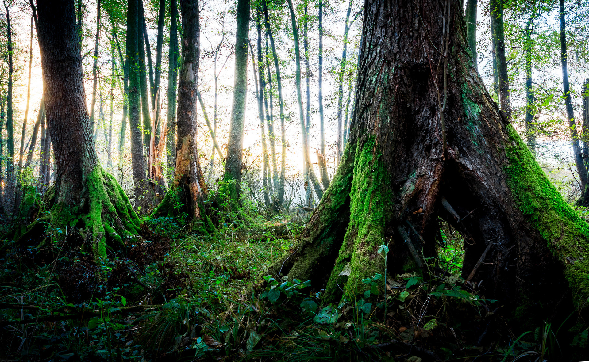 2017 - Osli-Hany, NW Hungary