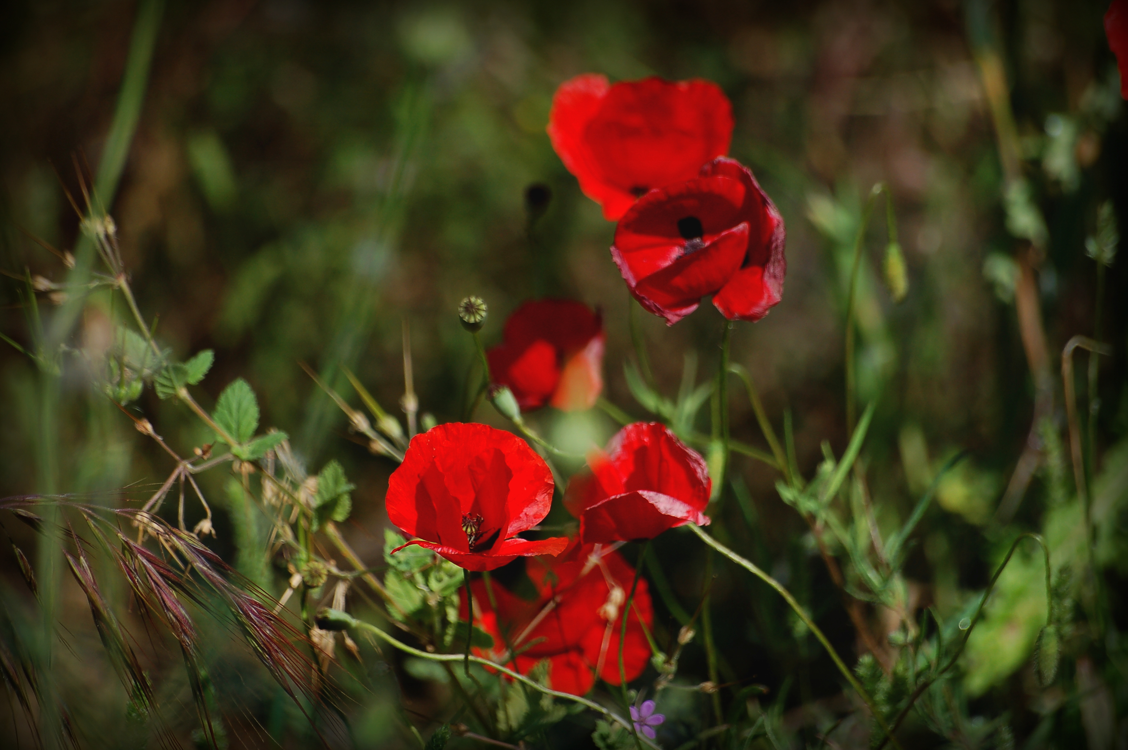 Jolis coquelicots