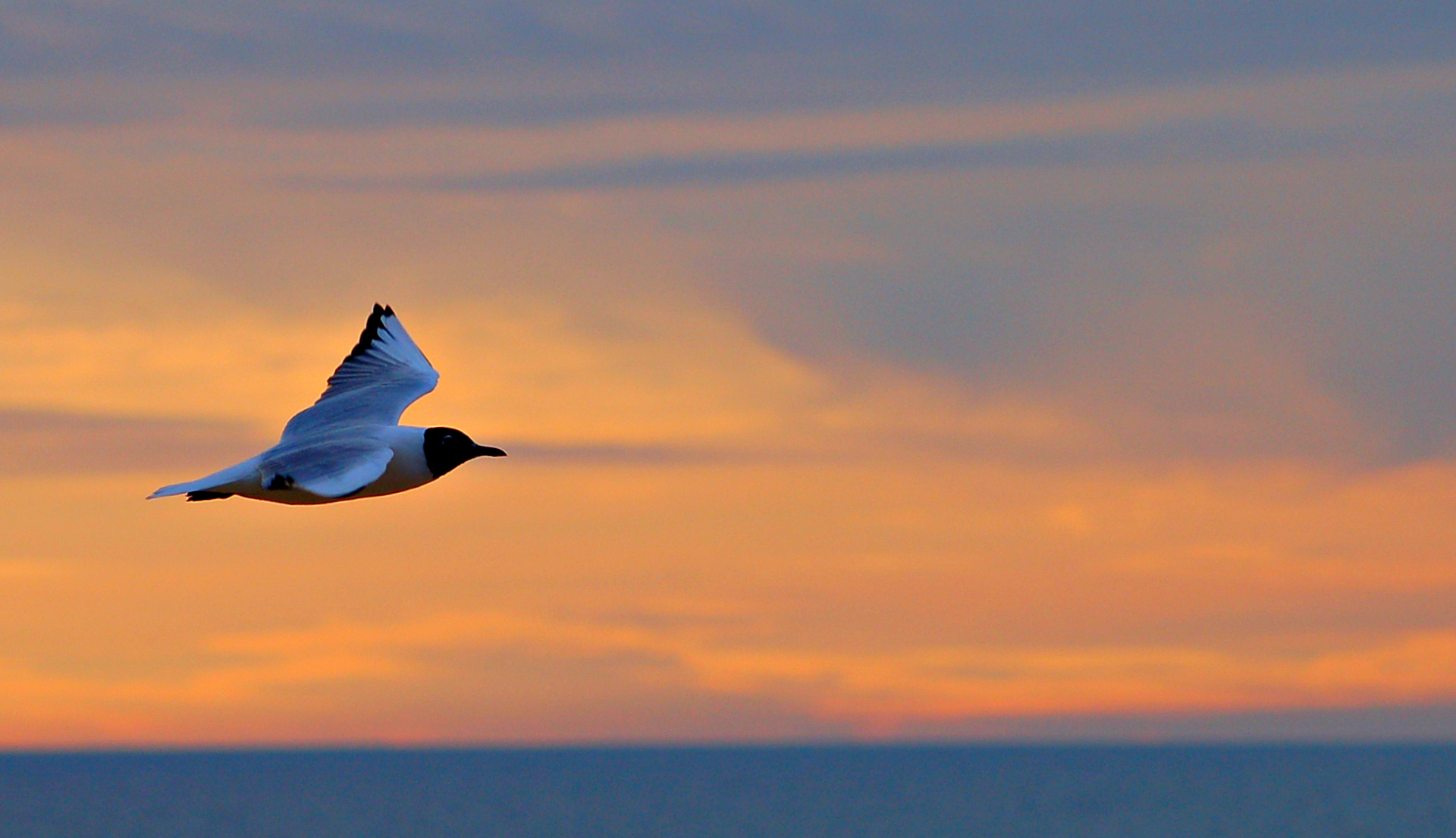 La mouette de la liberté