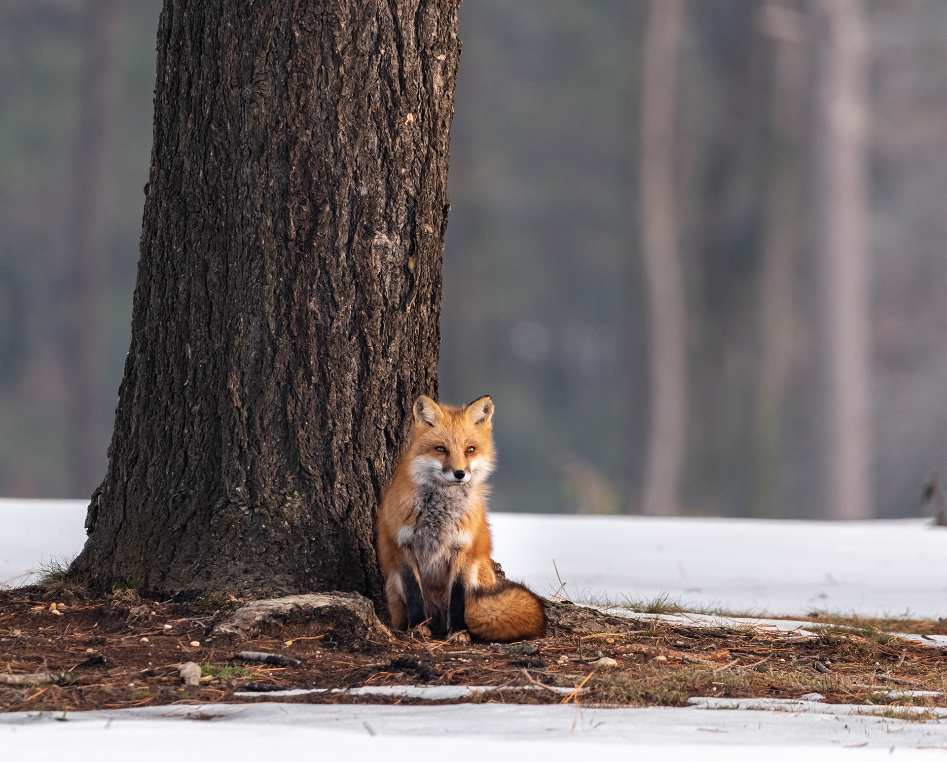 Creature Catalog Foxes