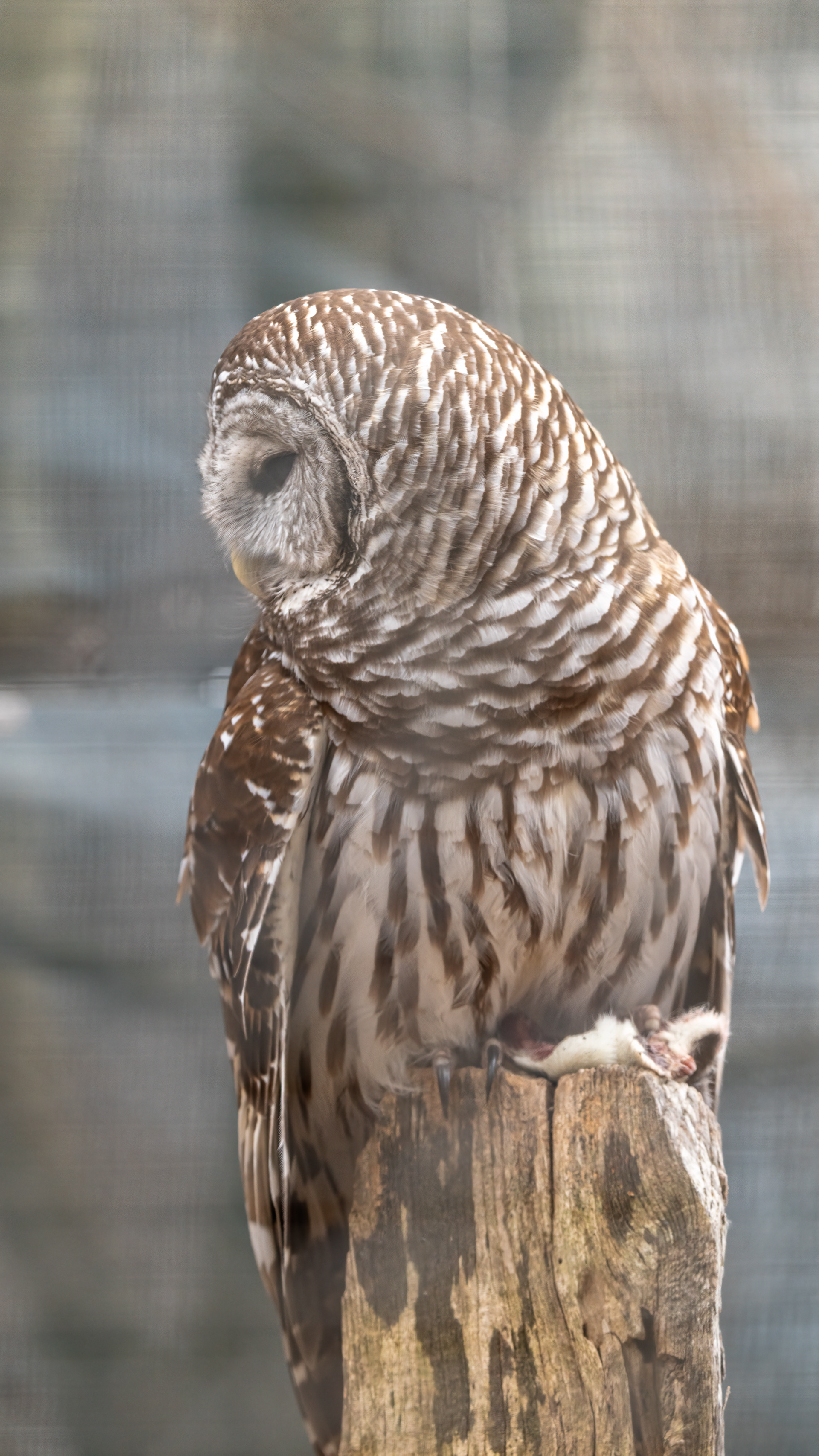 This Barred Owl at @thequoguewildliferefuge was transferred from the Adirondack Wildlife Refuge and Rehabilitation Center in March of 2014. He was struck by a car and sustained a fractured humerus and is now partially blind and non-releasable back into the wild. A lot of raptors get hit by cars... but why would a flying or perching bird get hit by a car? Every time someone throws food out onto the side of the road, whether it is biodegradable or not, it attracts critters like mice and squirrels which the Barred Owls prey on. The owls go down after the rodents to snatch their meal and end up being hit by a car in the process.