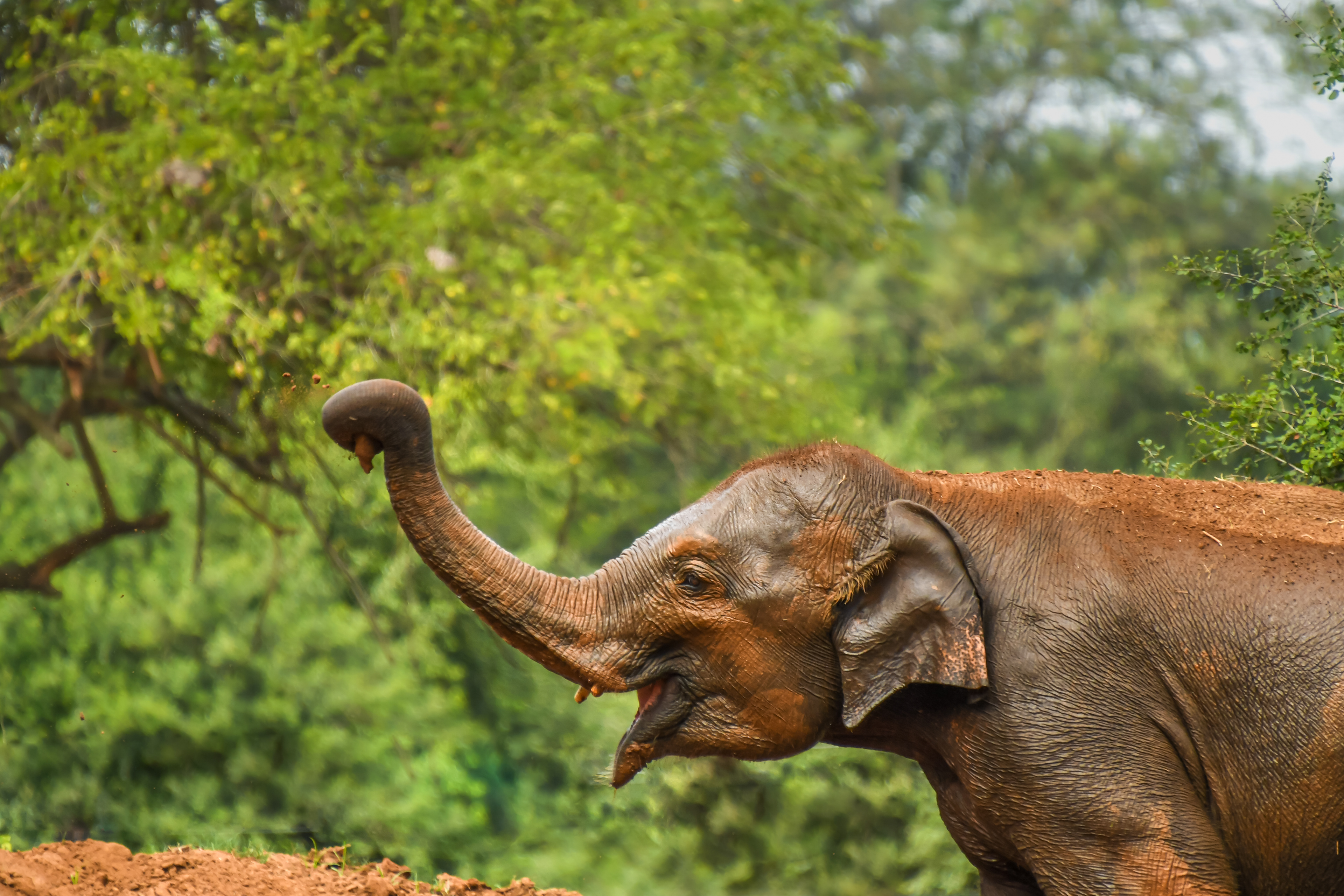 Asian Elephant having a dust bath. Photographed in Sri Lanka.