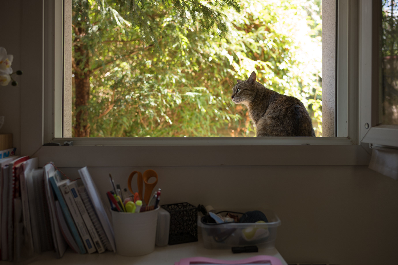 Le temps du chat