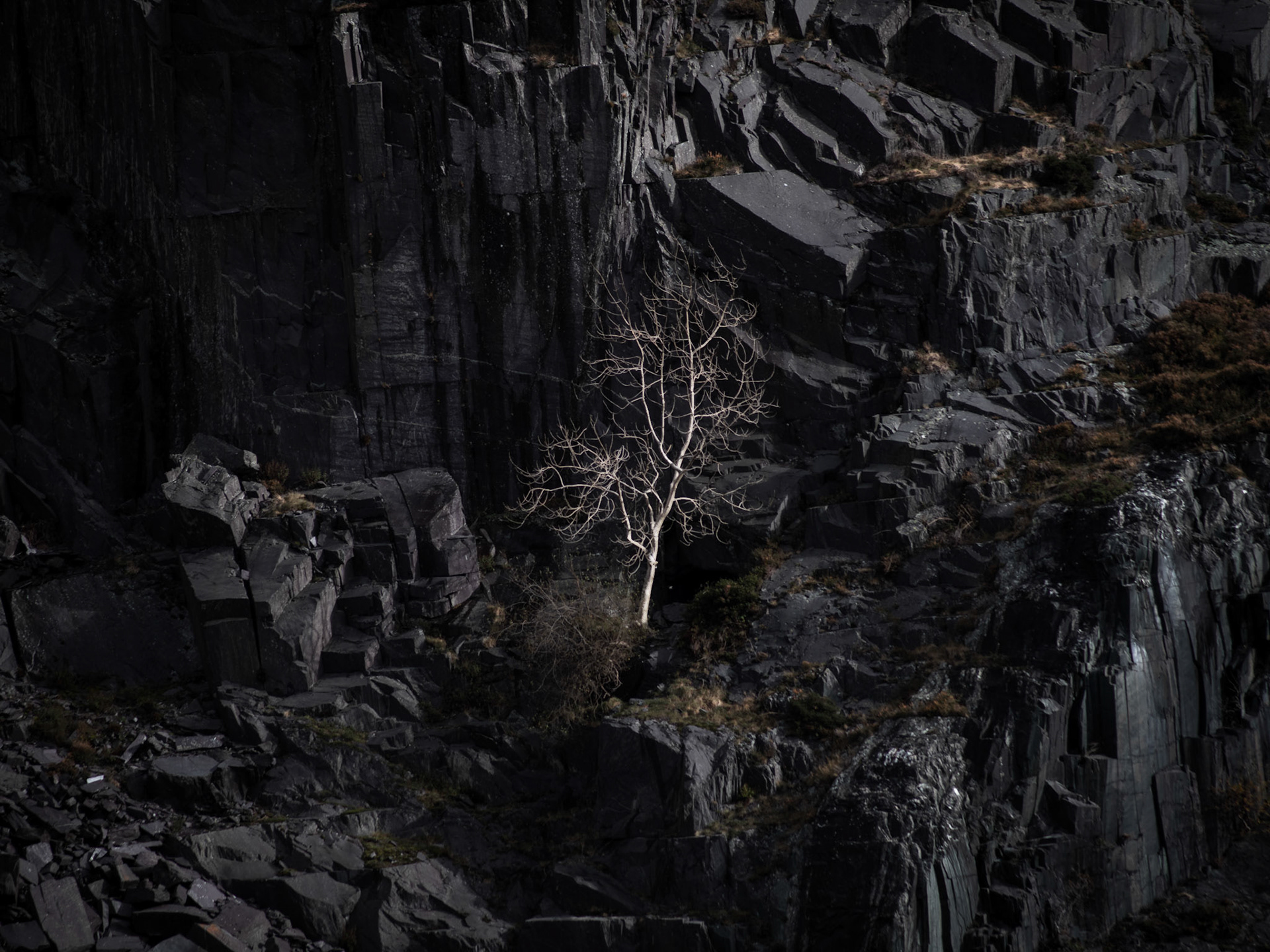 Lonely Tree of Dinorwic