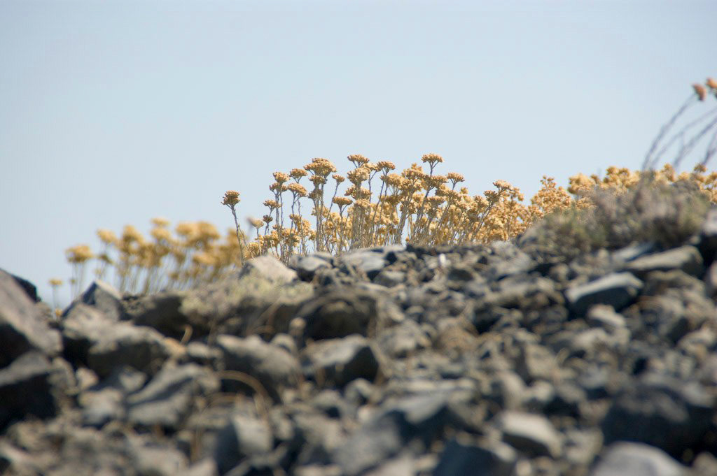 Volcano's Flowers