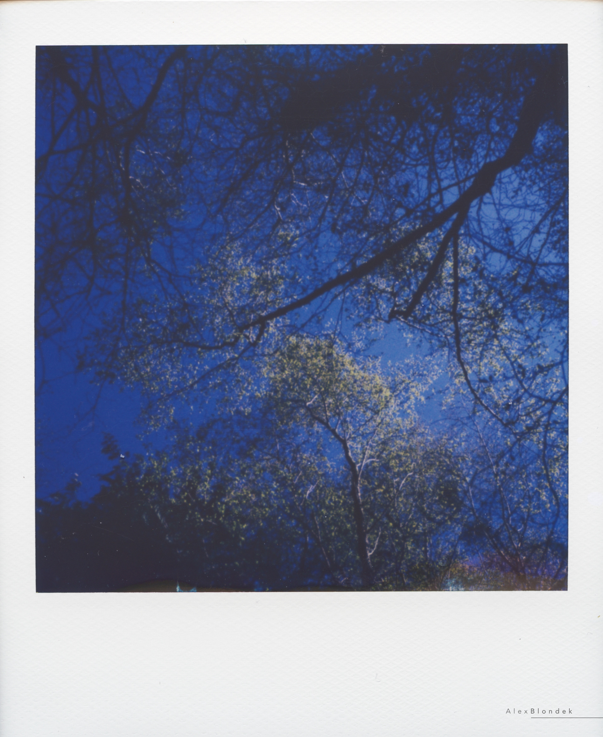 Forest Heights - SX-70