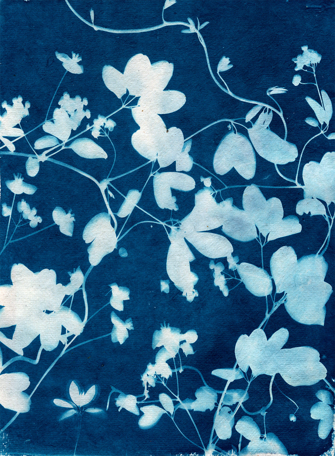 Botanica, Cyanotype