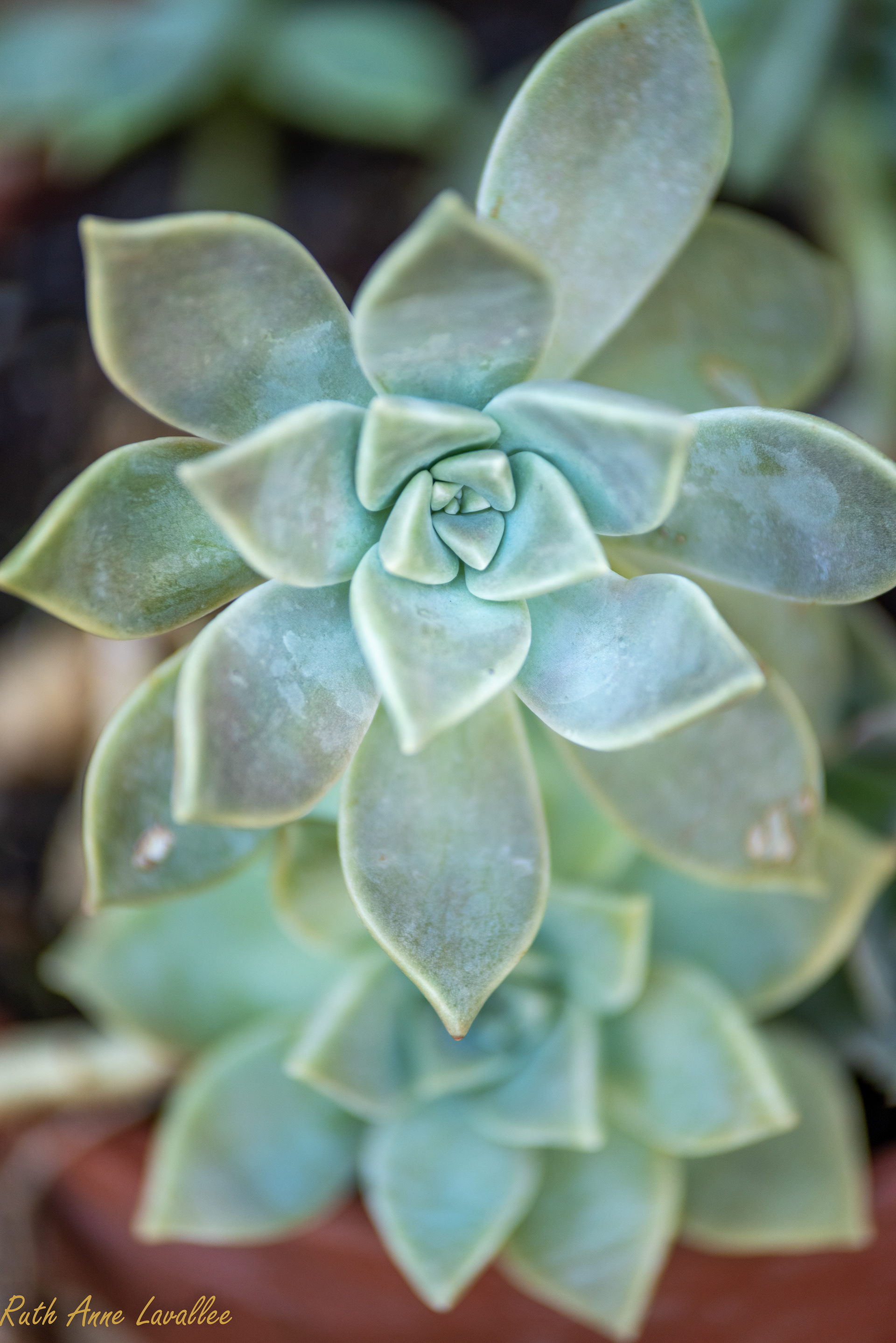 Sexy succulent