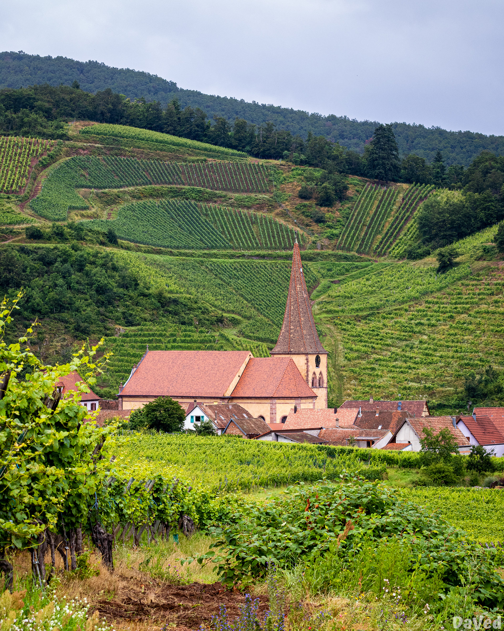 Niedermorschwihr (68)