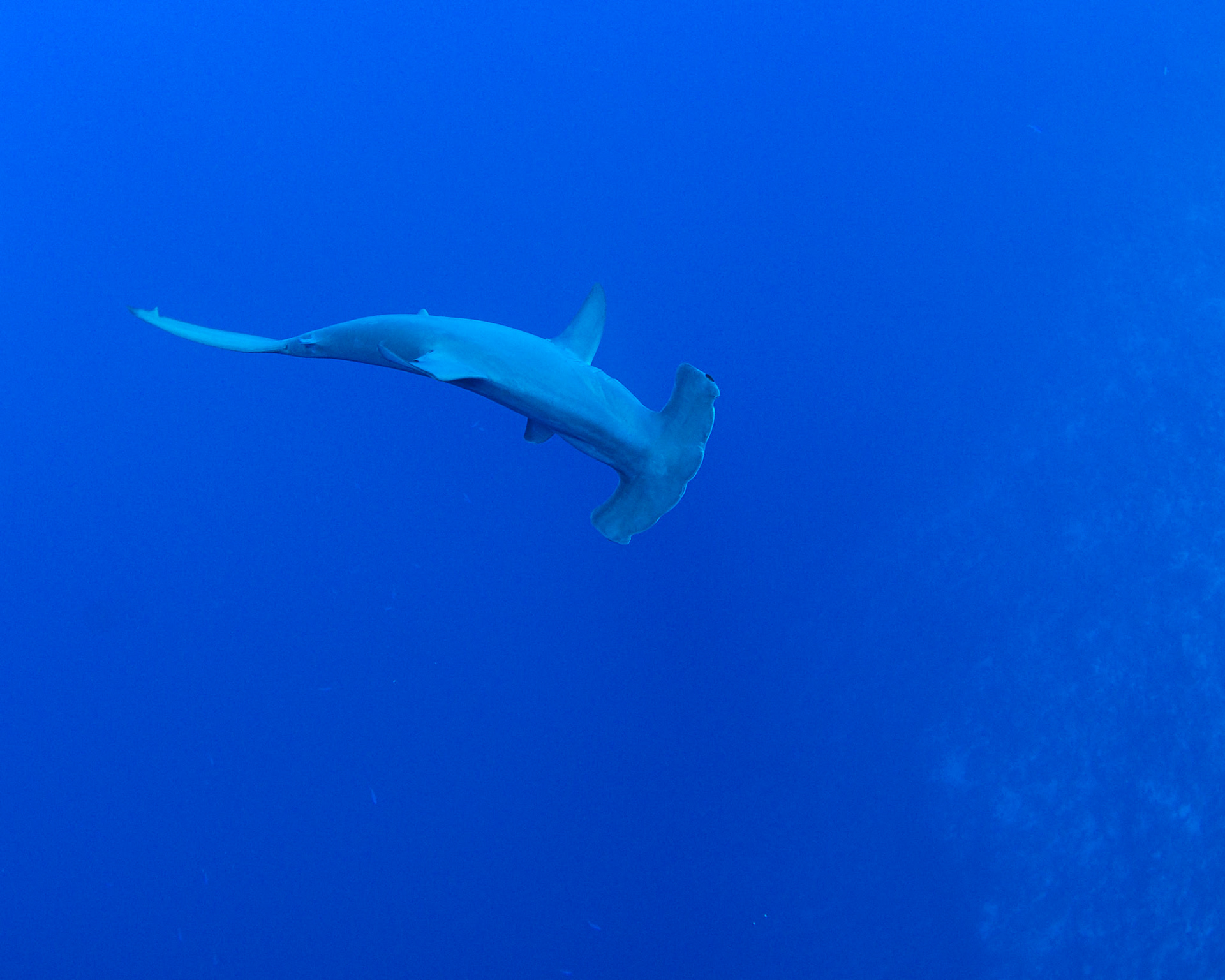 Sphyrna zygaena