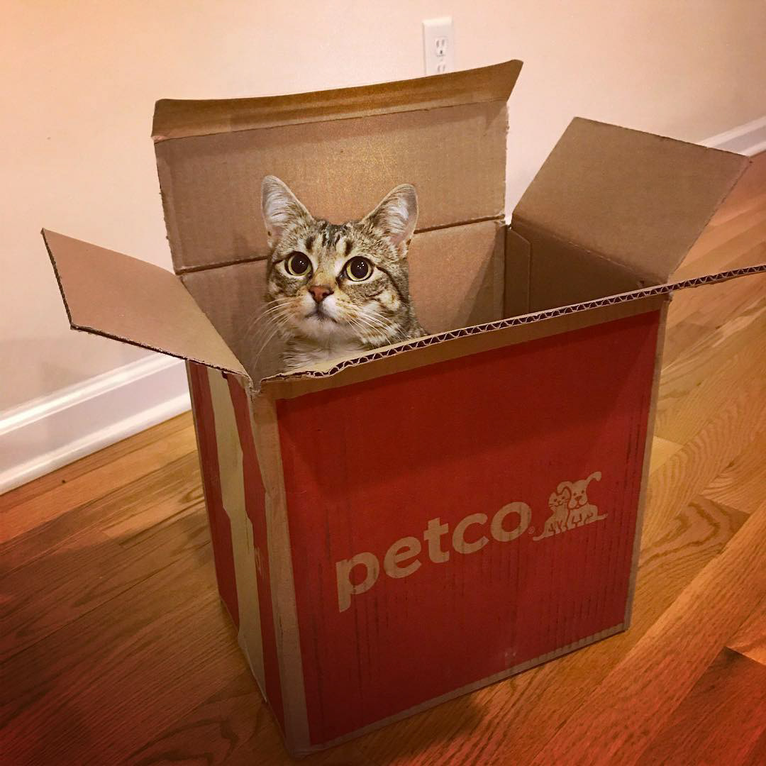 Brand Imagination Petco Shipping Box Redesign
