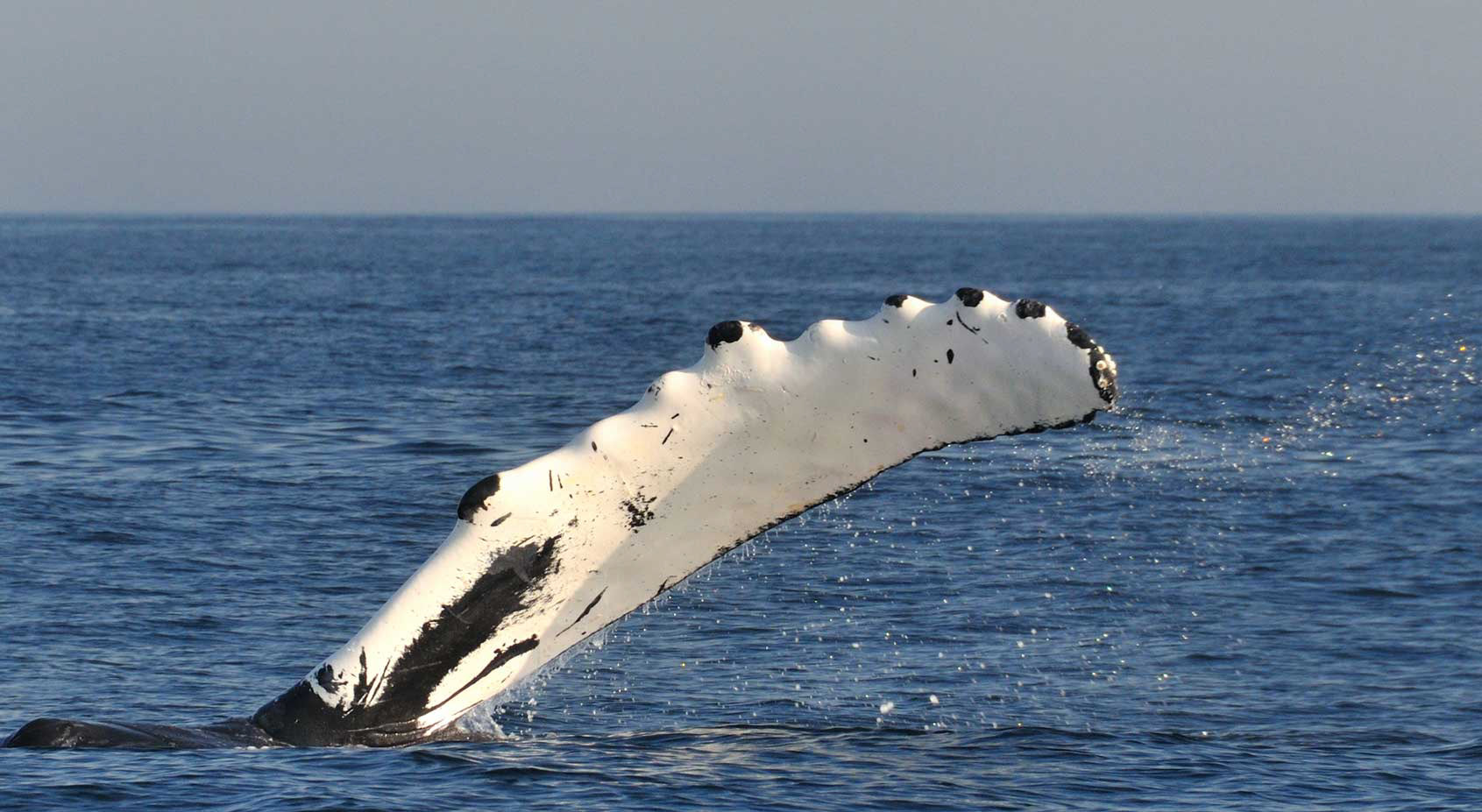 PhotoWeekender - Whale Watching