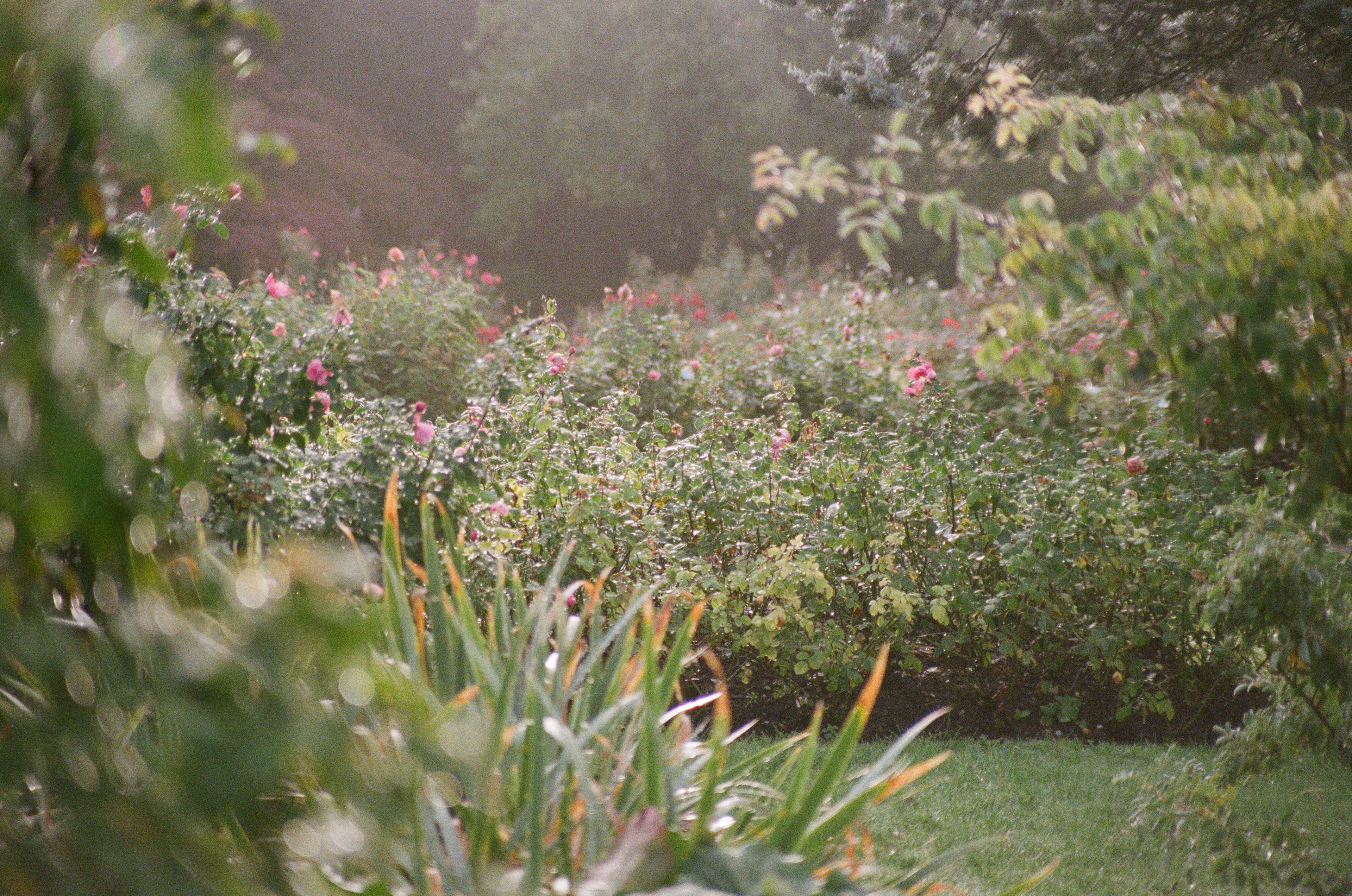 Fuji PRO 400H