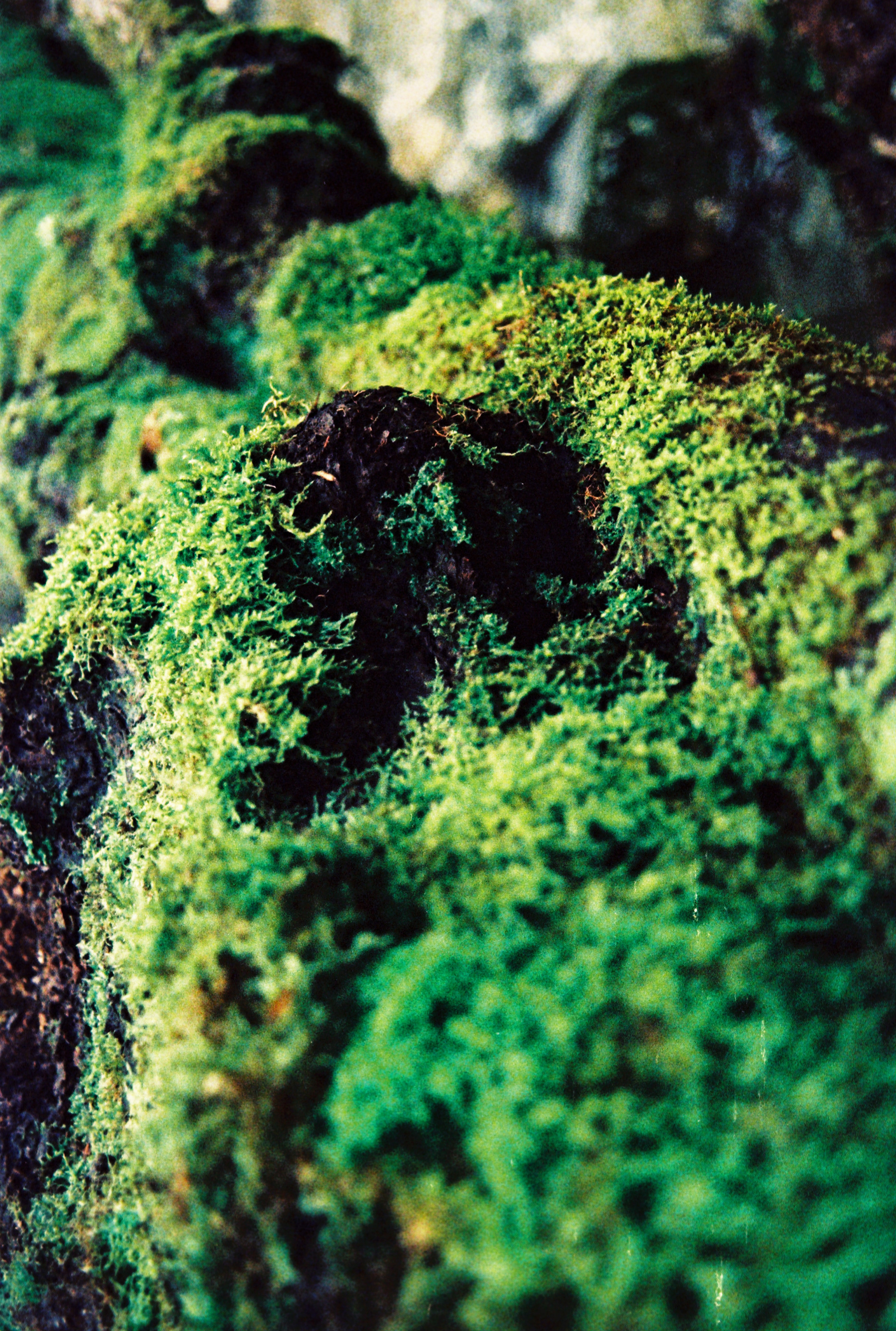 Kreuzentwicklung, abgelaufener Film, InterColor 200