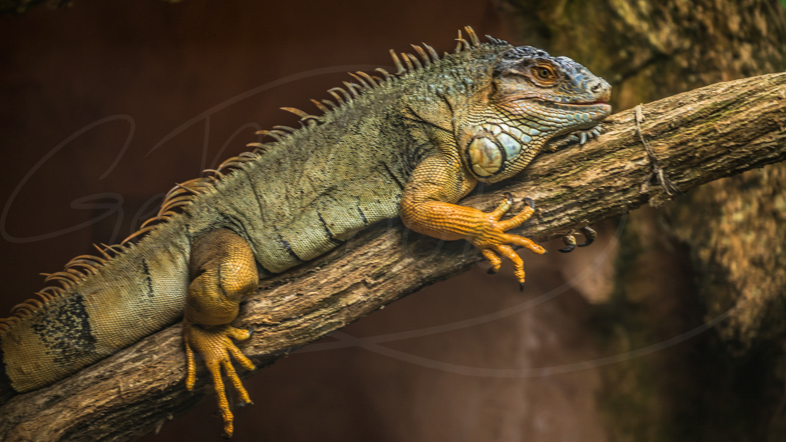 Lizard on a branch