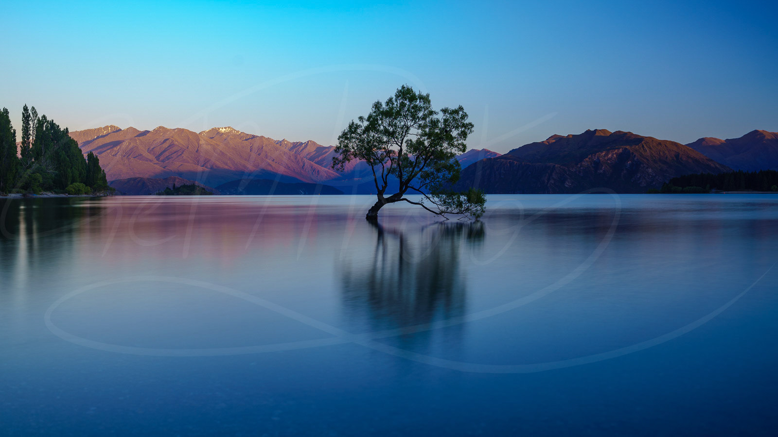 The lonely tree in Wanaka, New Zealand