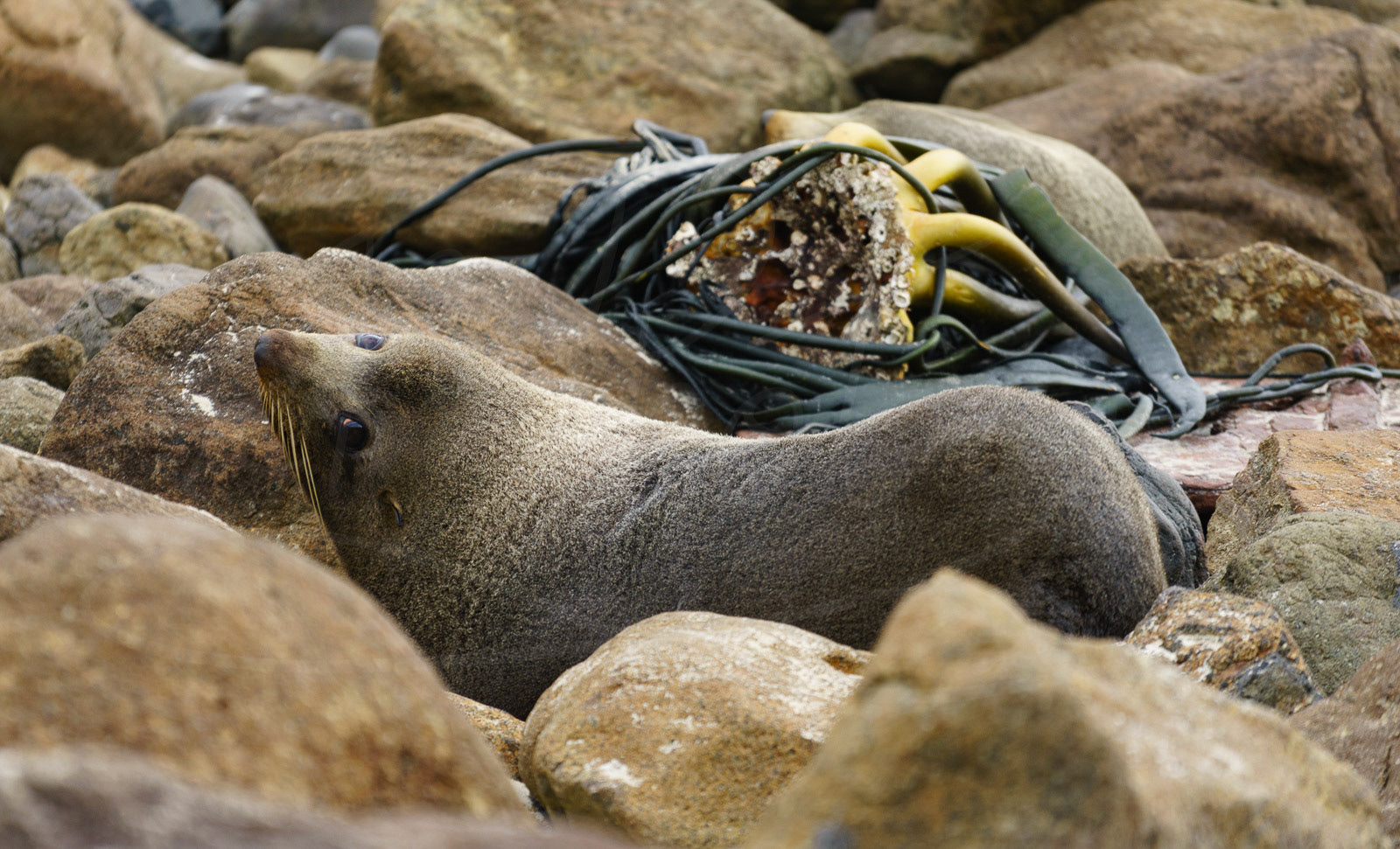 Seal smiley