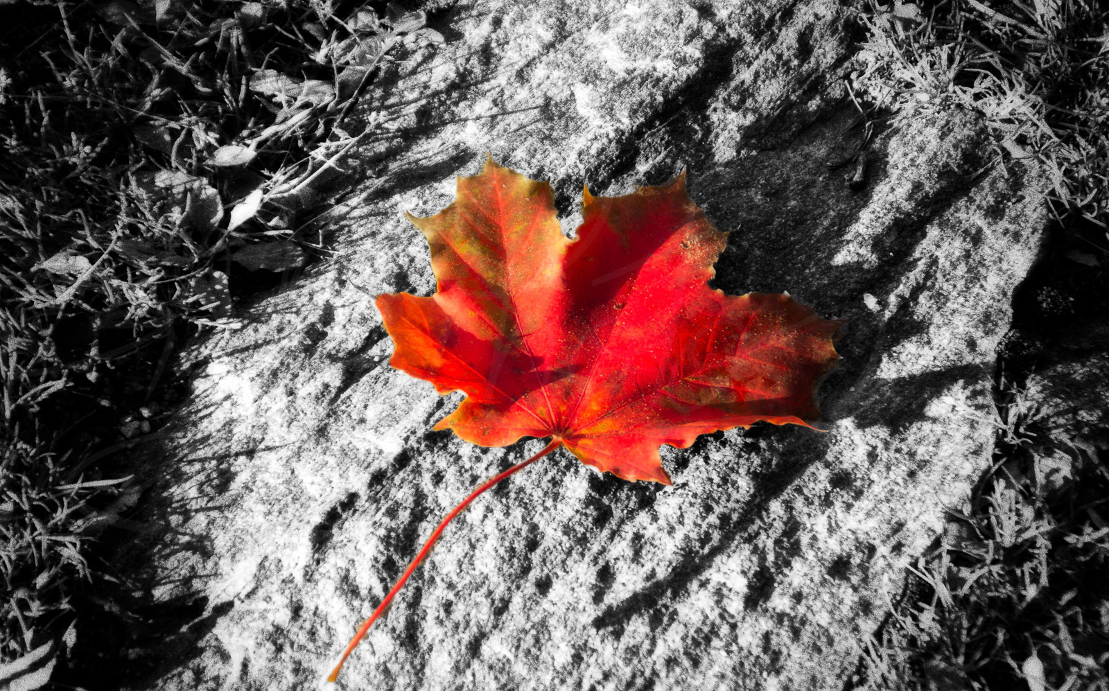 Lonely flower
