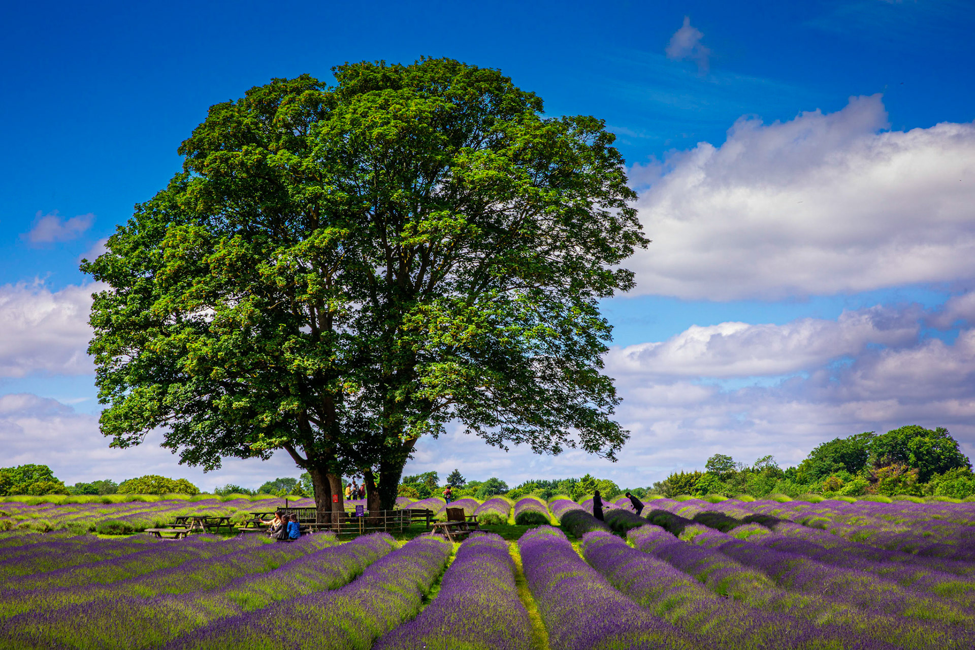 English Lavender Fields
