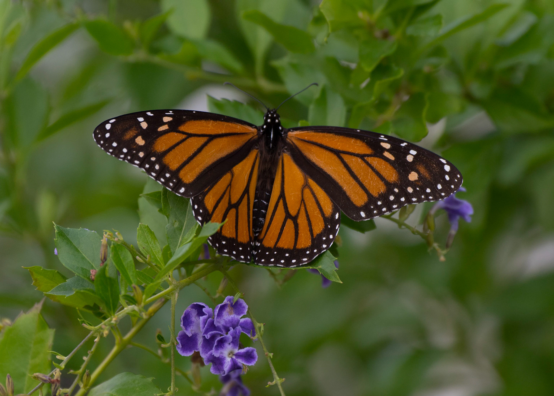 Monarch Butterfly