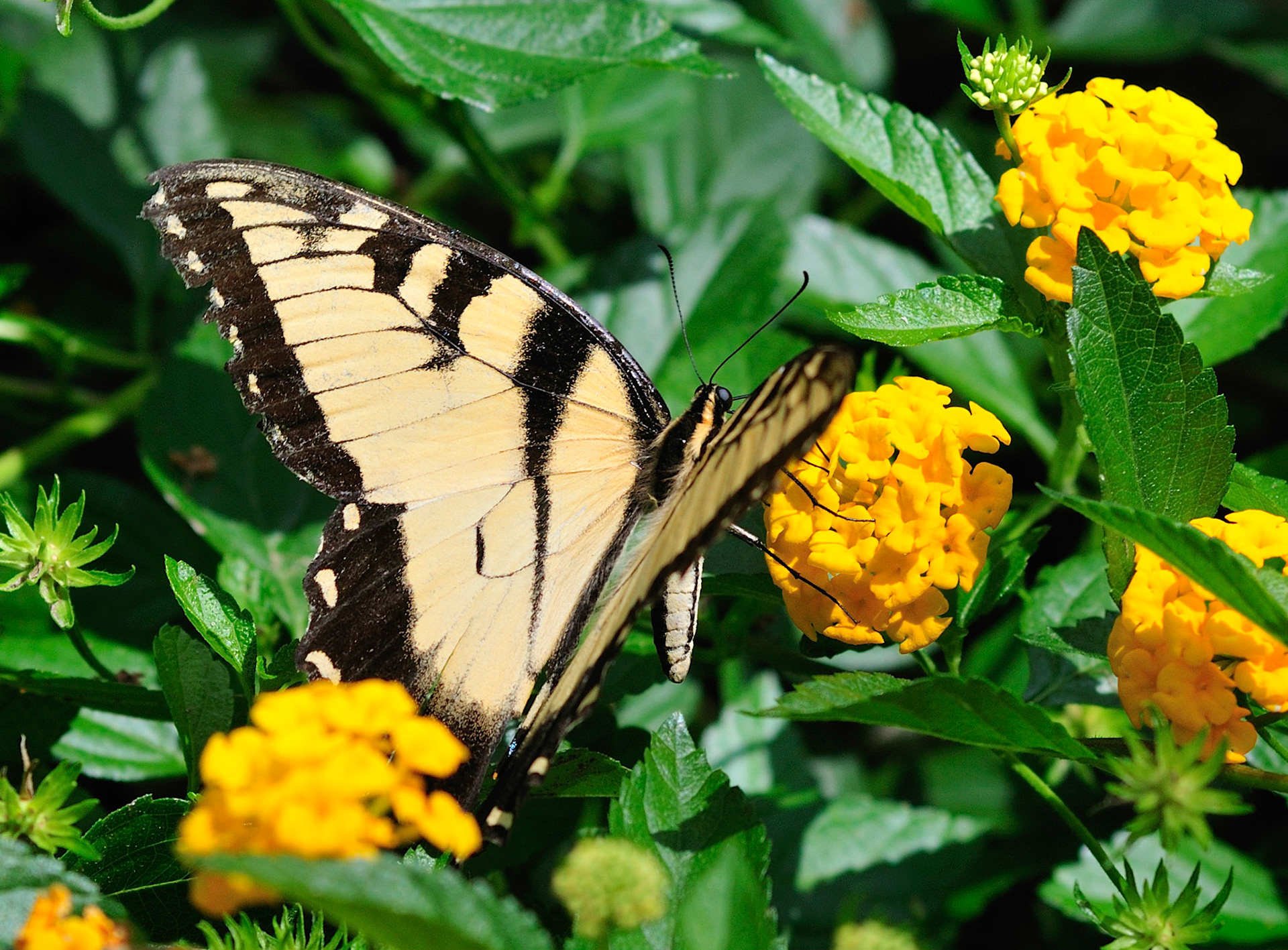 Swallowtail