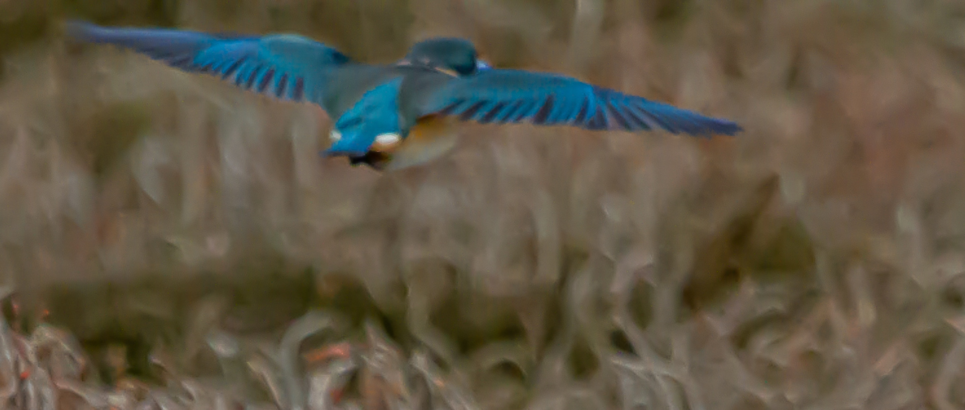 Sacred Kingfisher