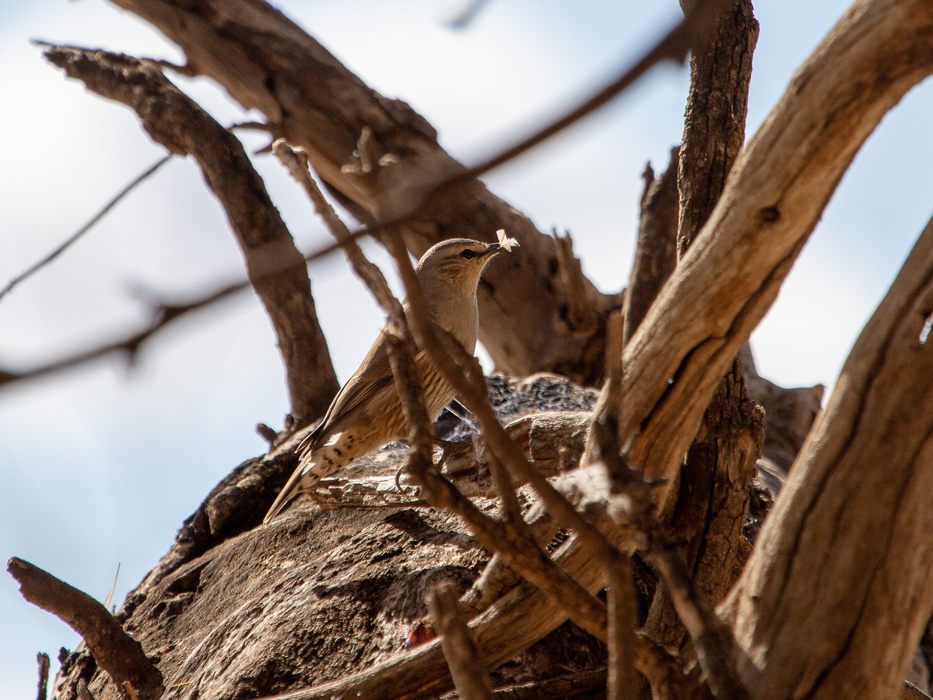 Brown Treecreeper