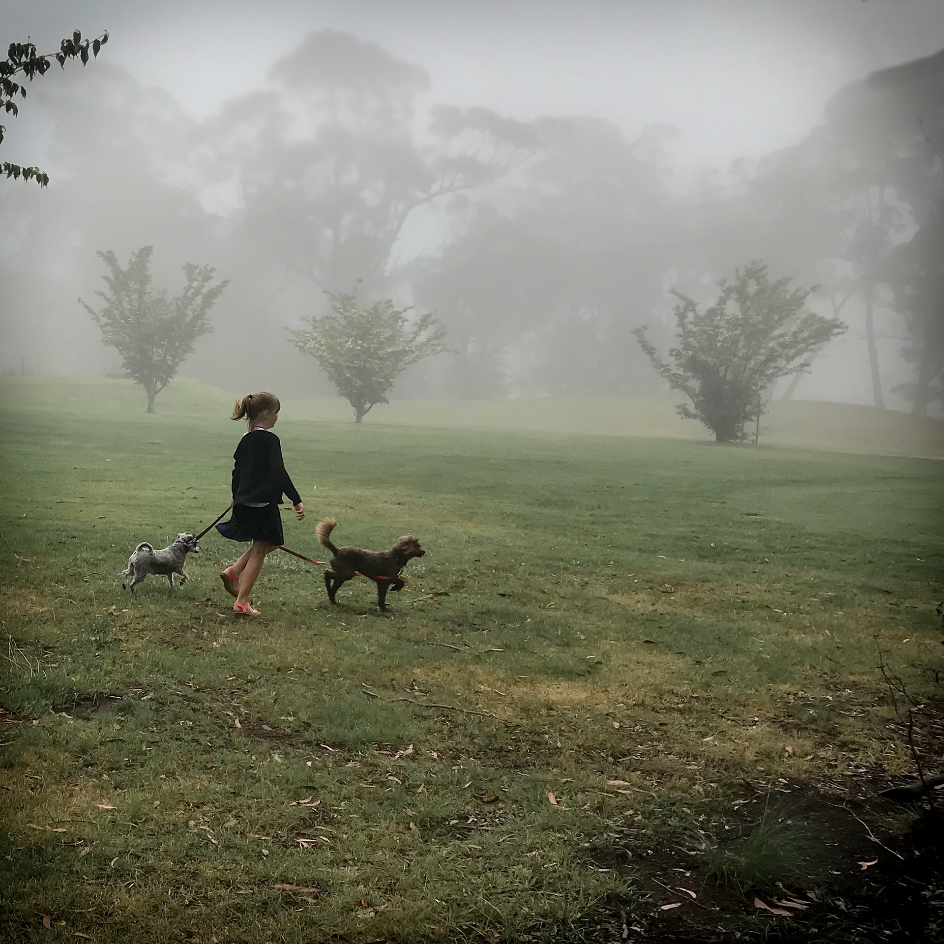 Summer and dogs, BGC