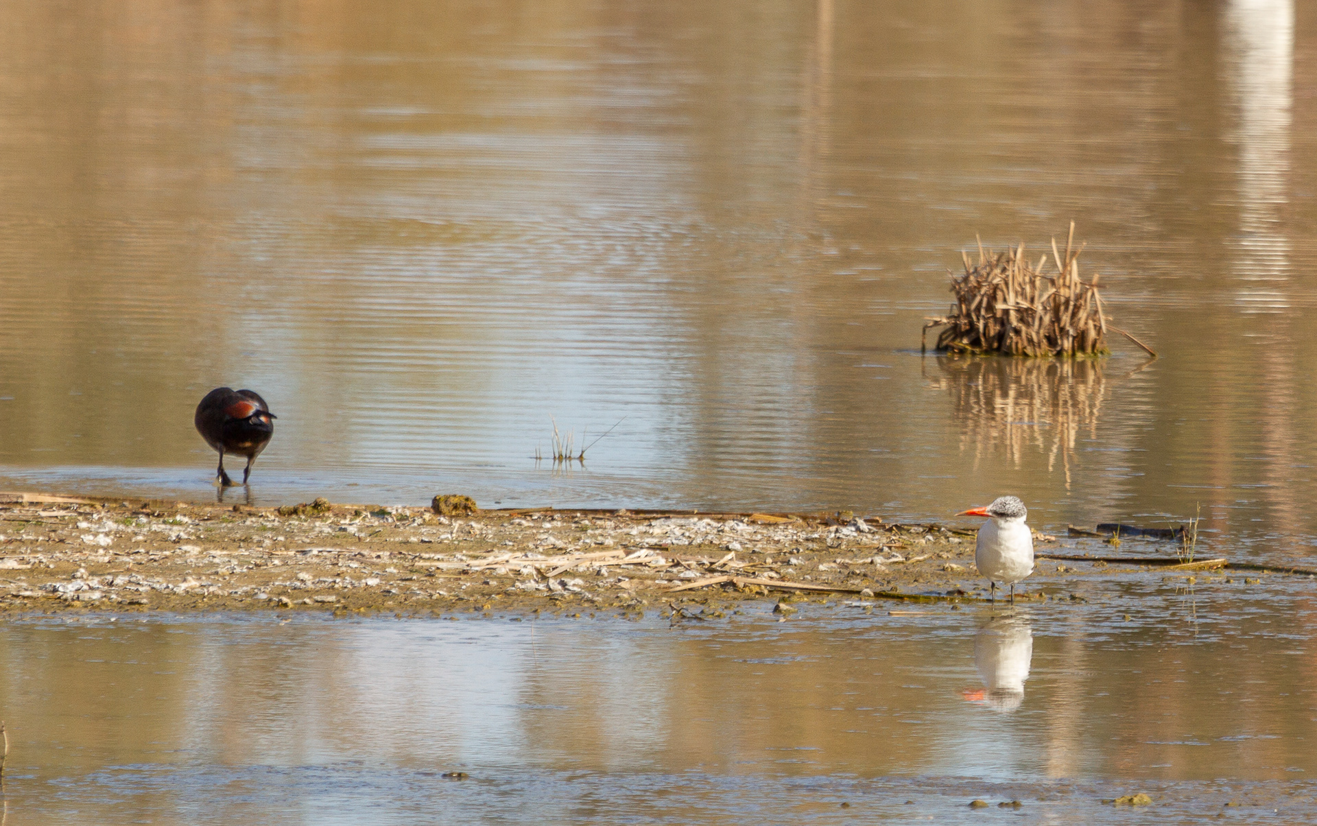 Caspian Tern