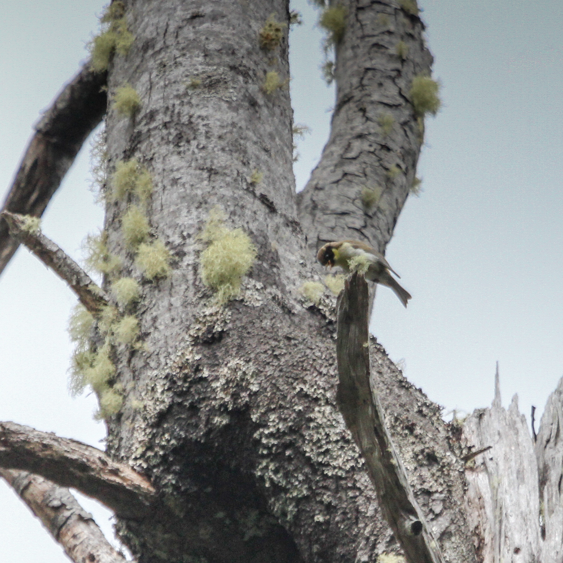Black-headed Honeyeater