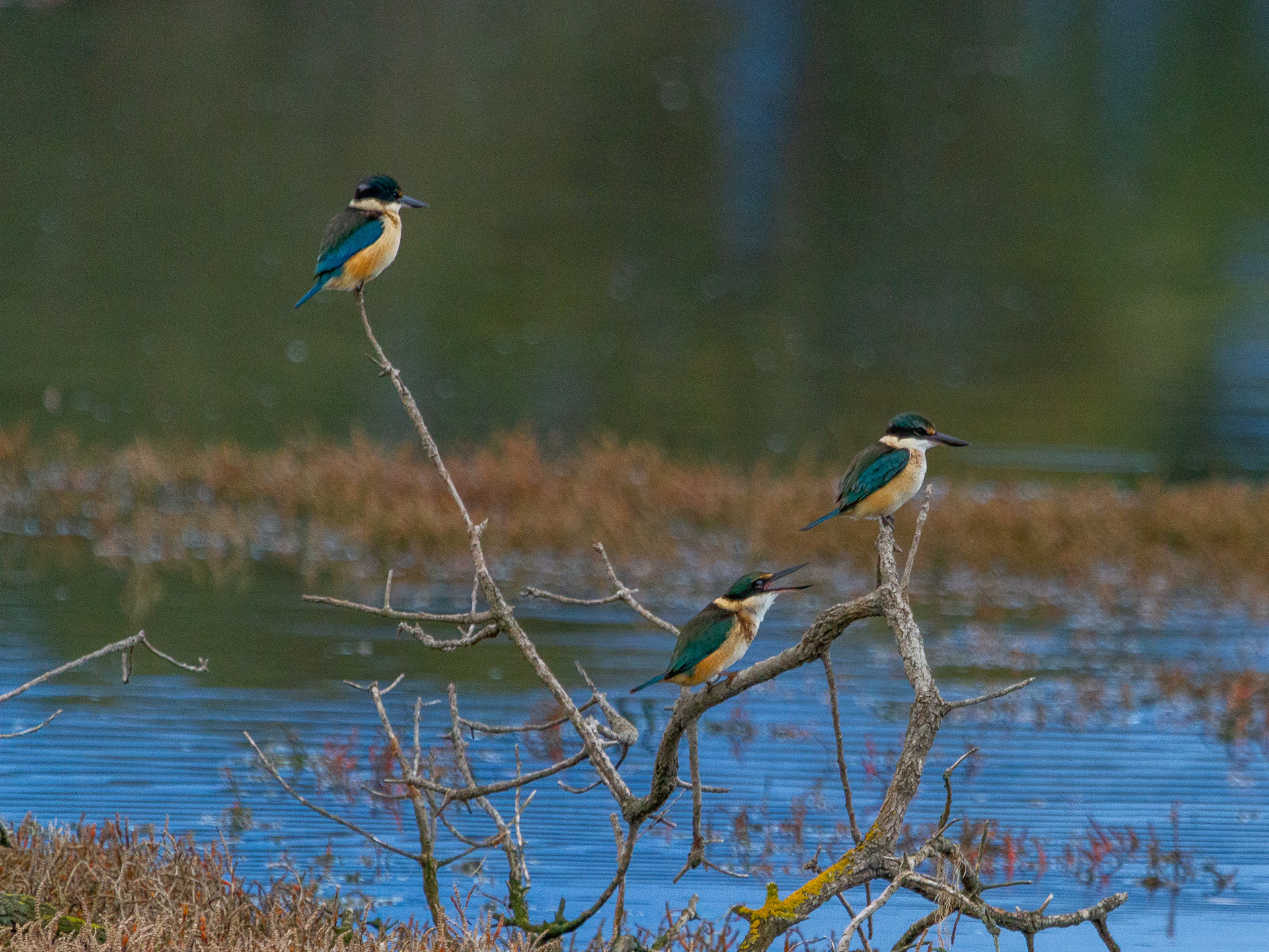 Sacred Kingfisher
