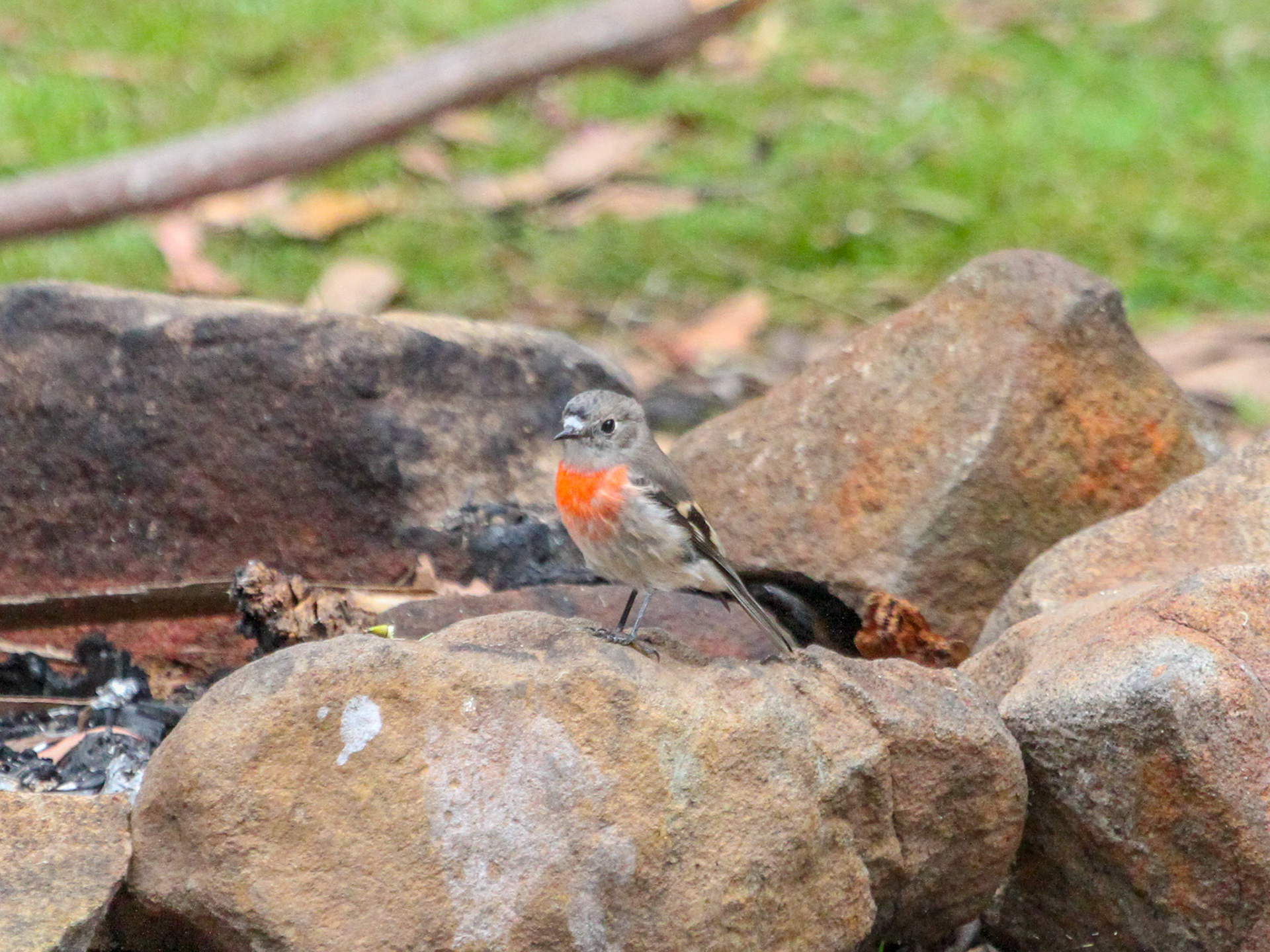Scarlet Robin