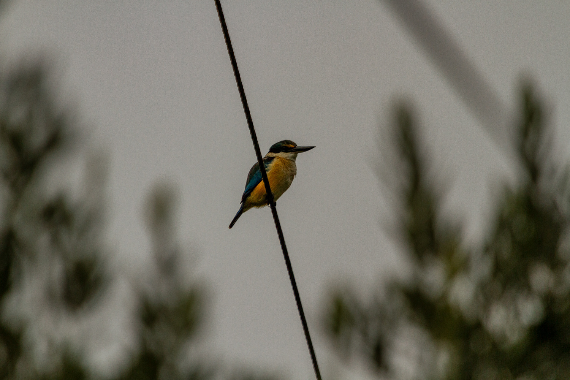 Sacred Kingfisher