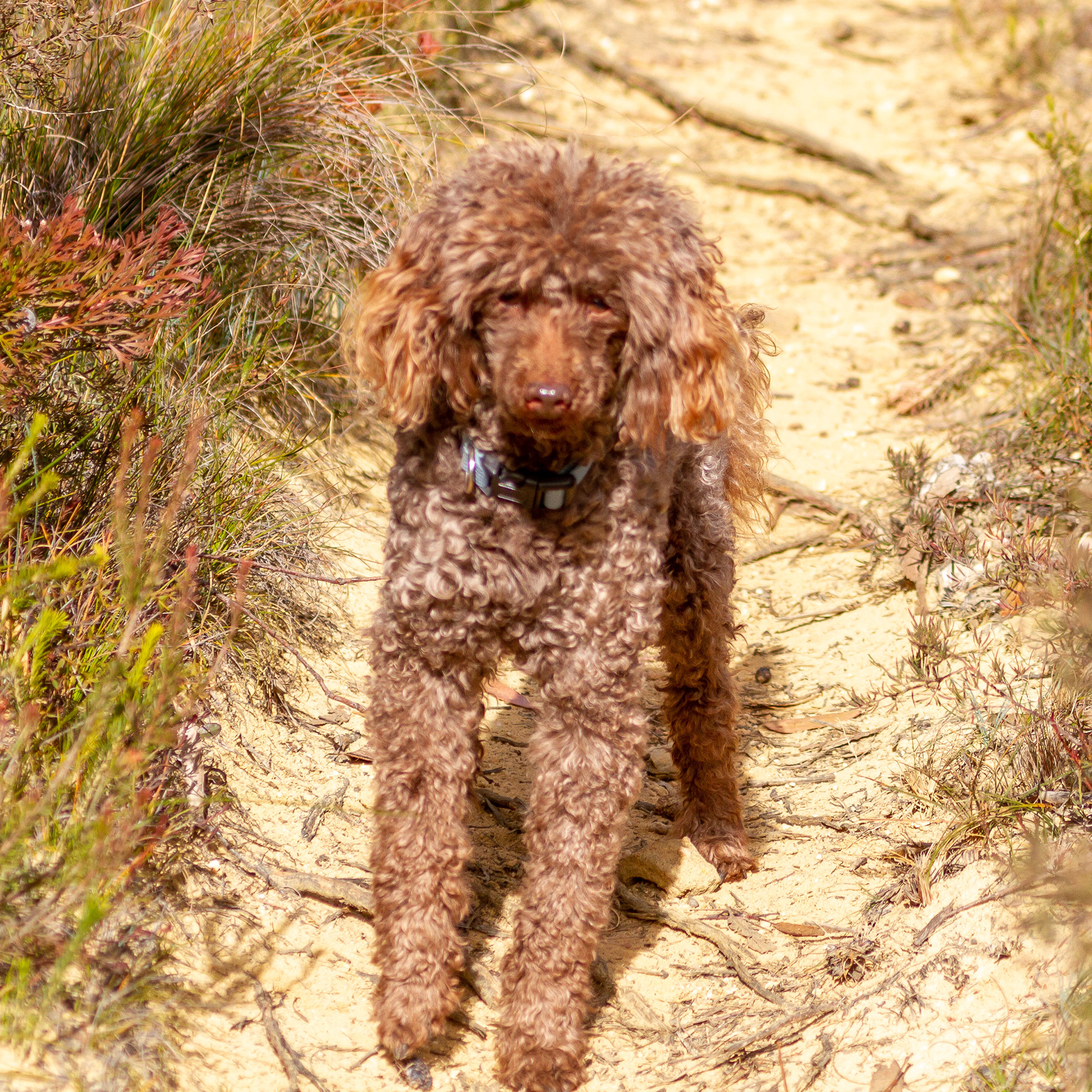 Charlie on bushwalk