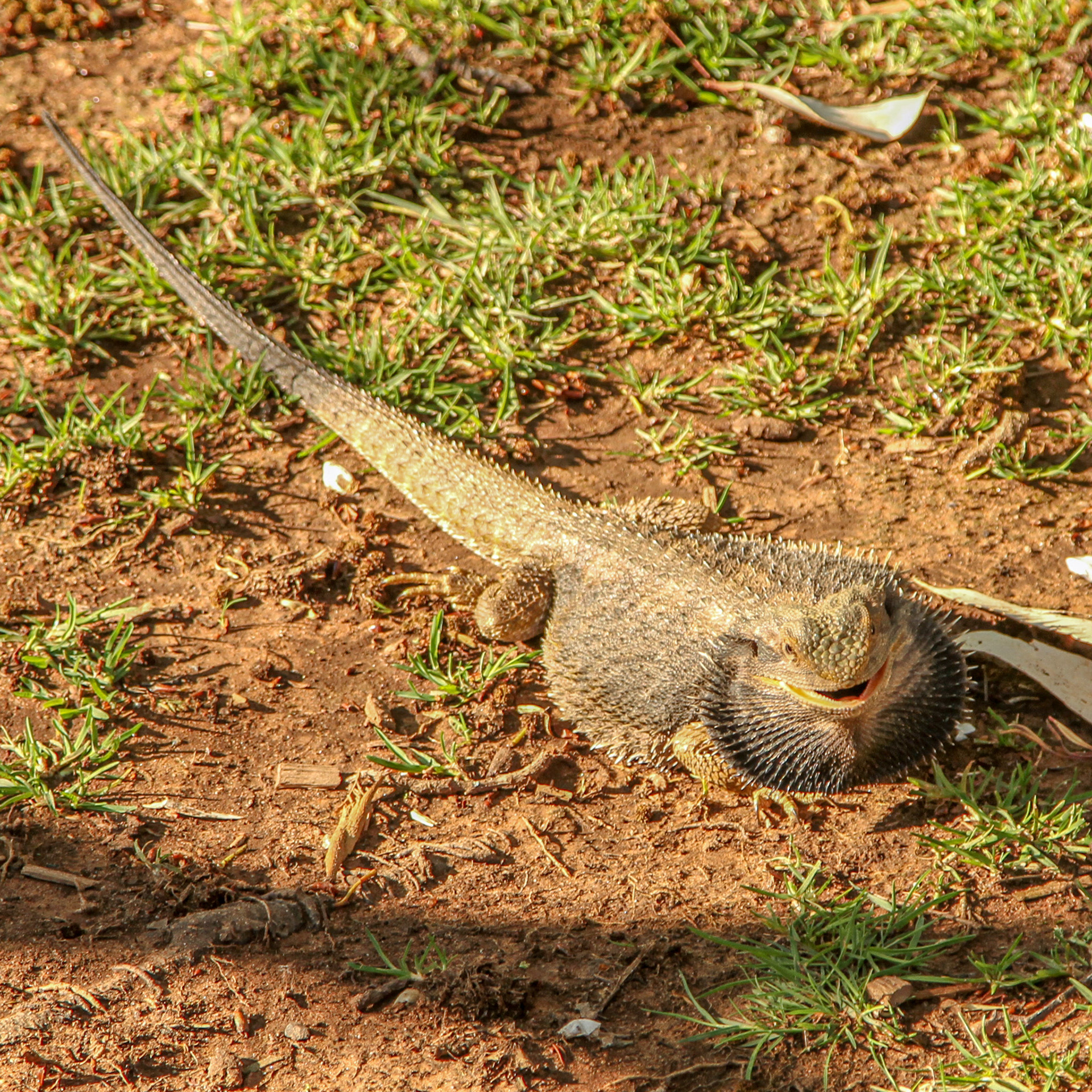 Frill-Neck Lizard